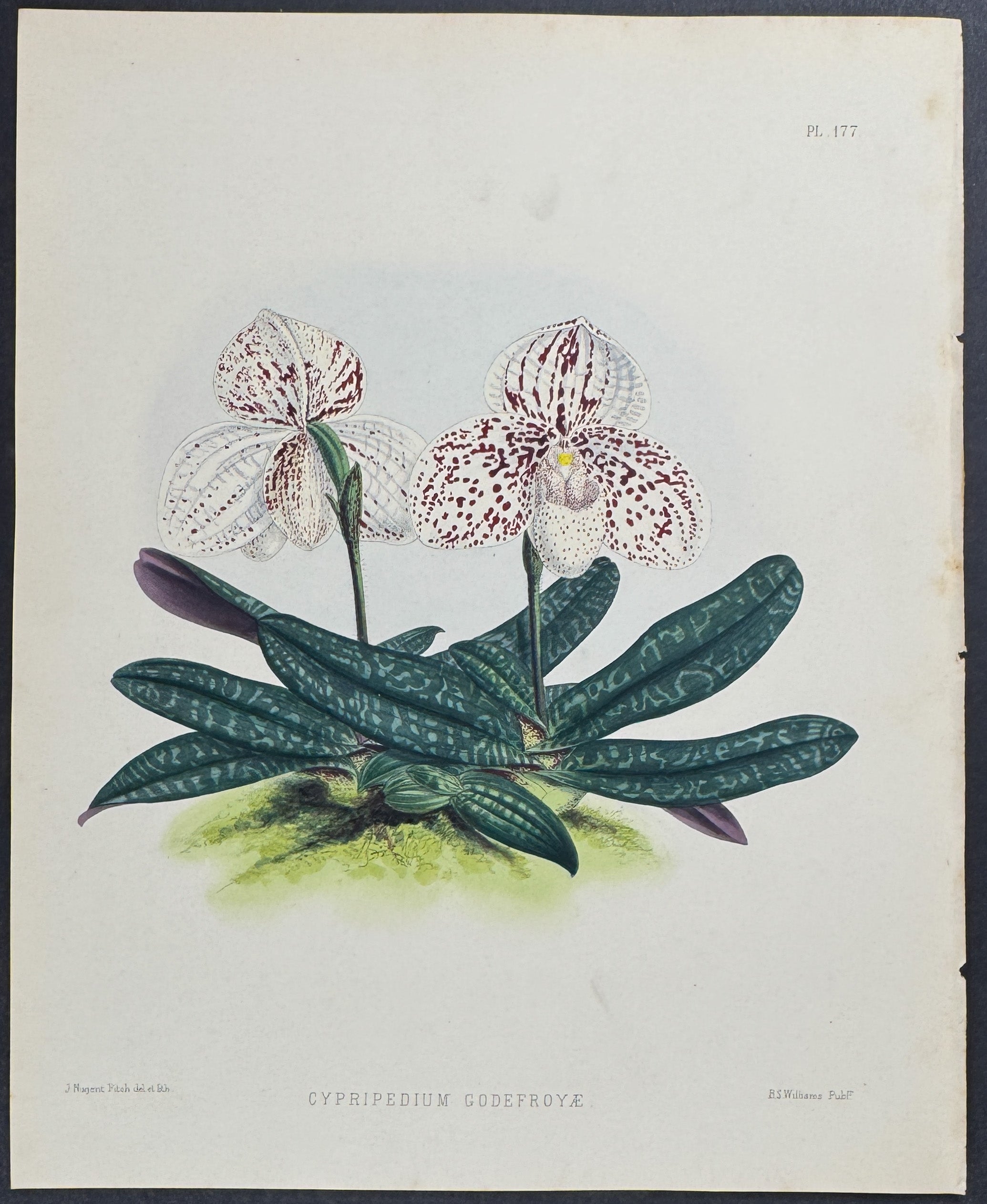 Orchid - Cypripedium Godefroyae