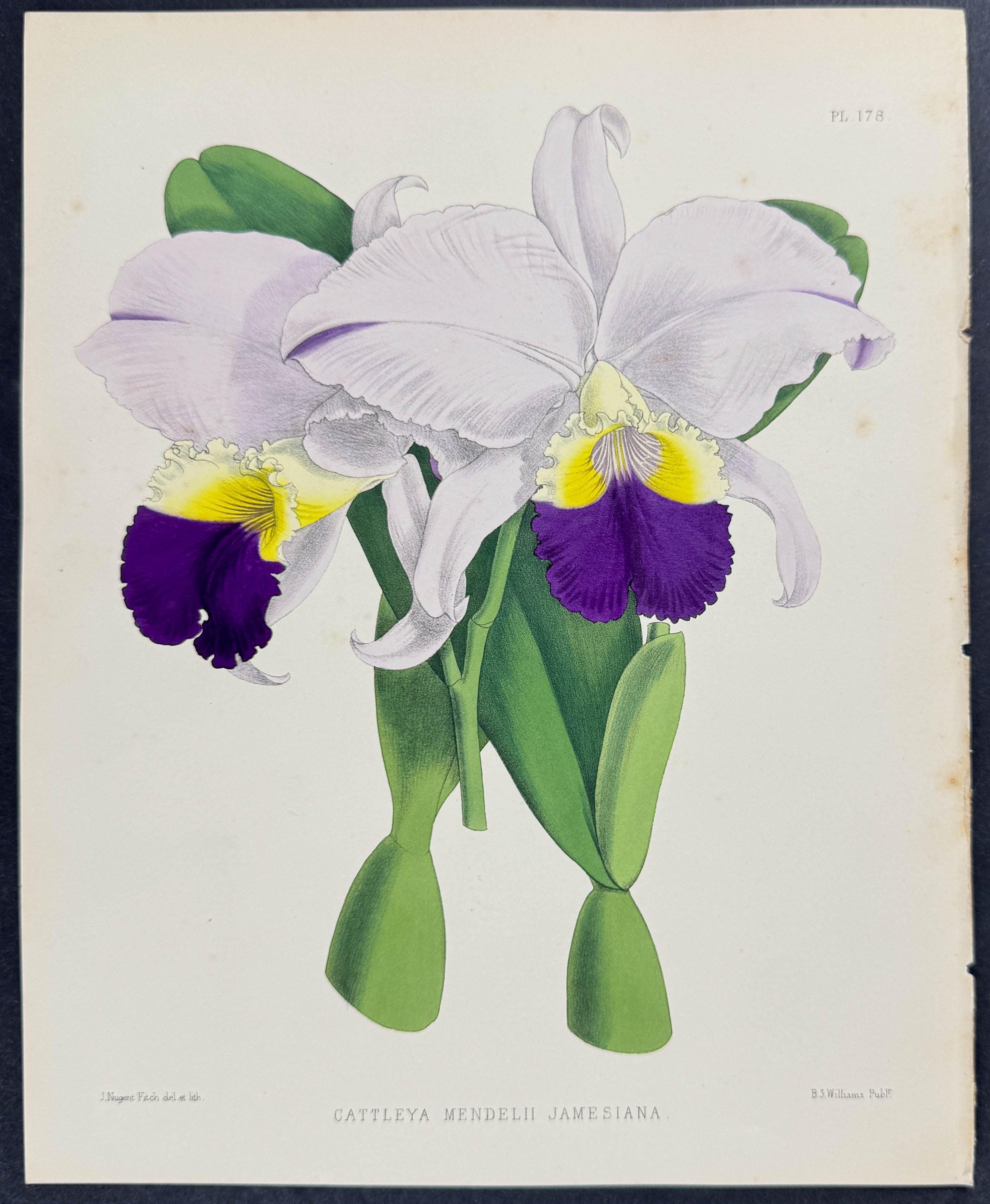 Orchid - Cattleya Mendelii Jamesiana