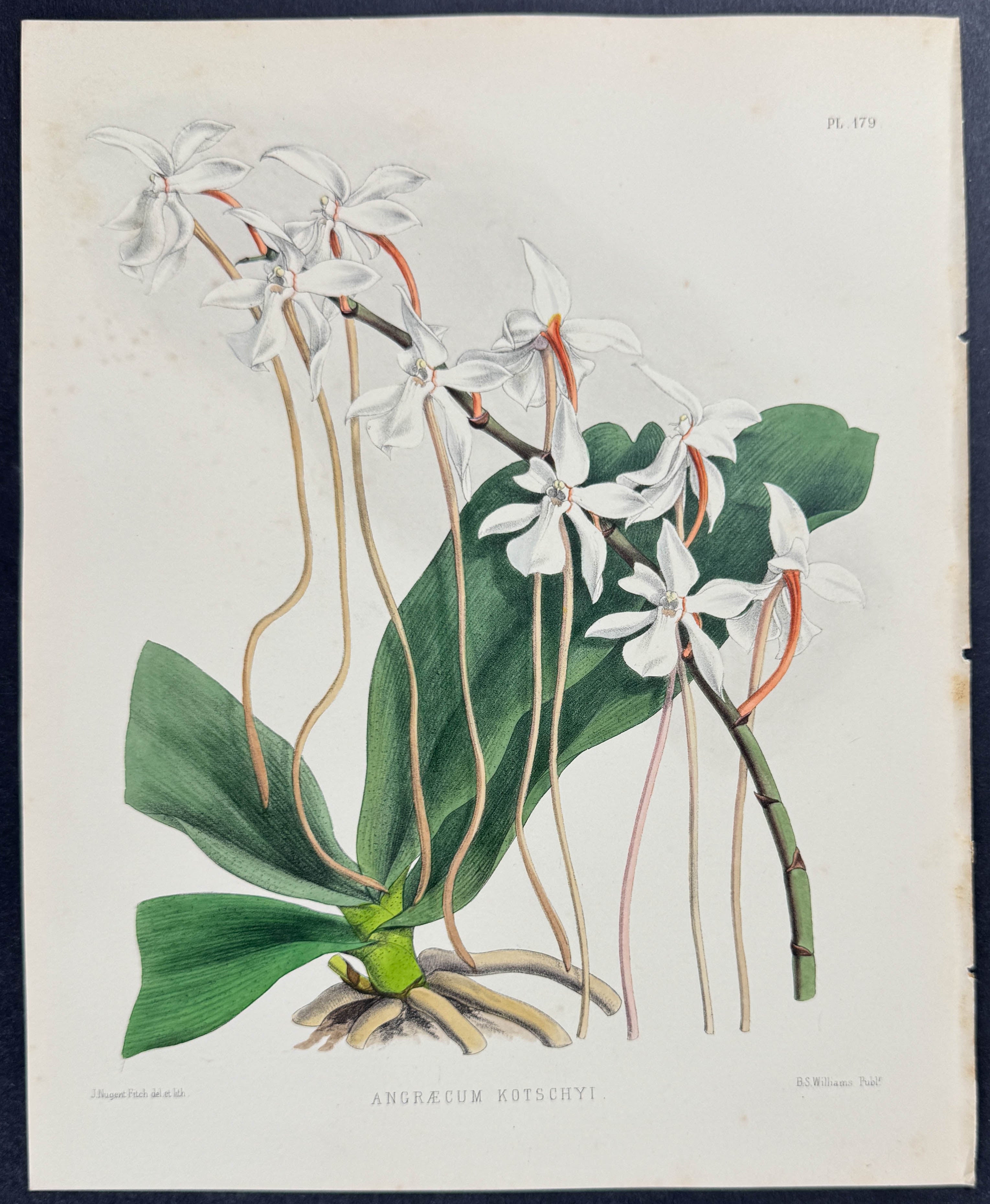Orchid - Angraecum Kotschyi