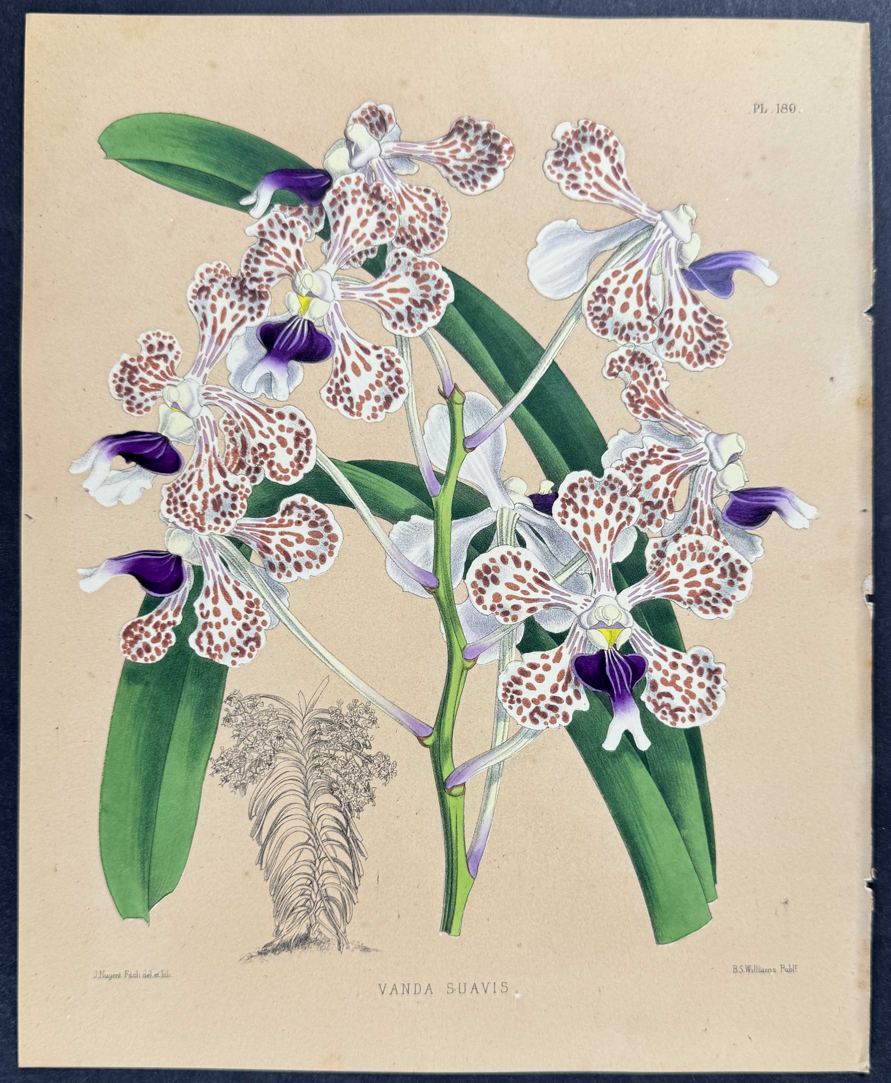 Orchid - Vanda Suavis
