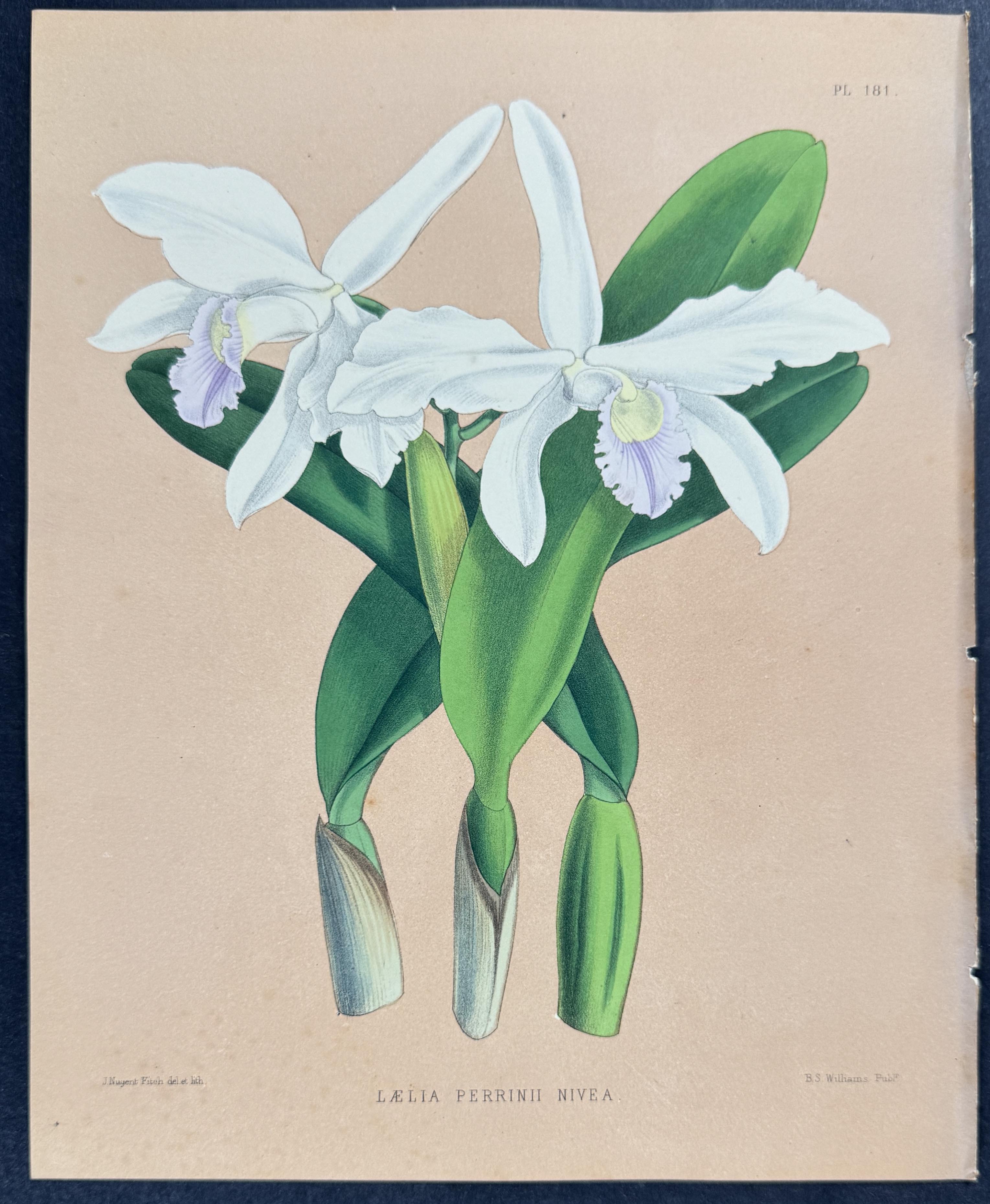Orchid - Laelia Perrinii Nivea