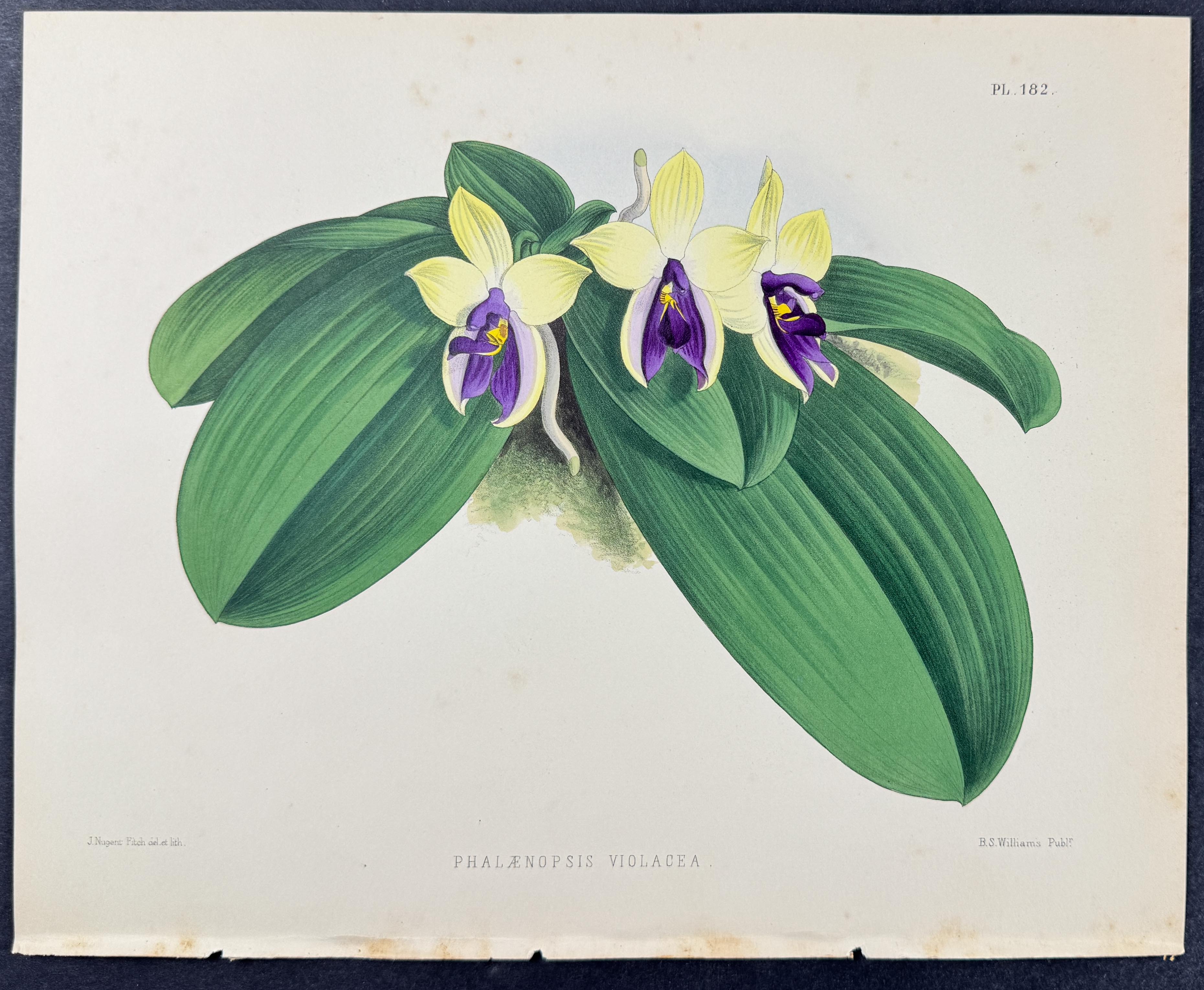 Orchid - Phalaenopsis Violacea