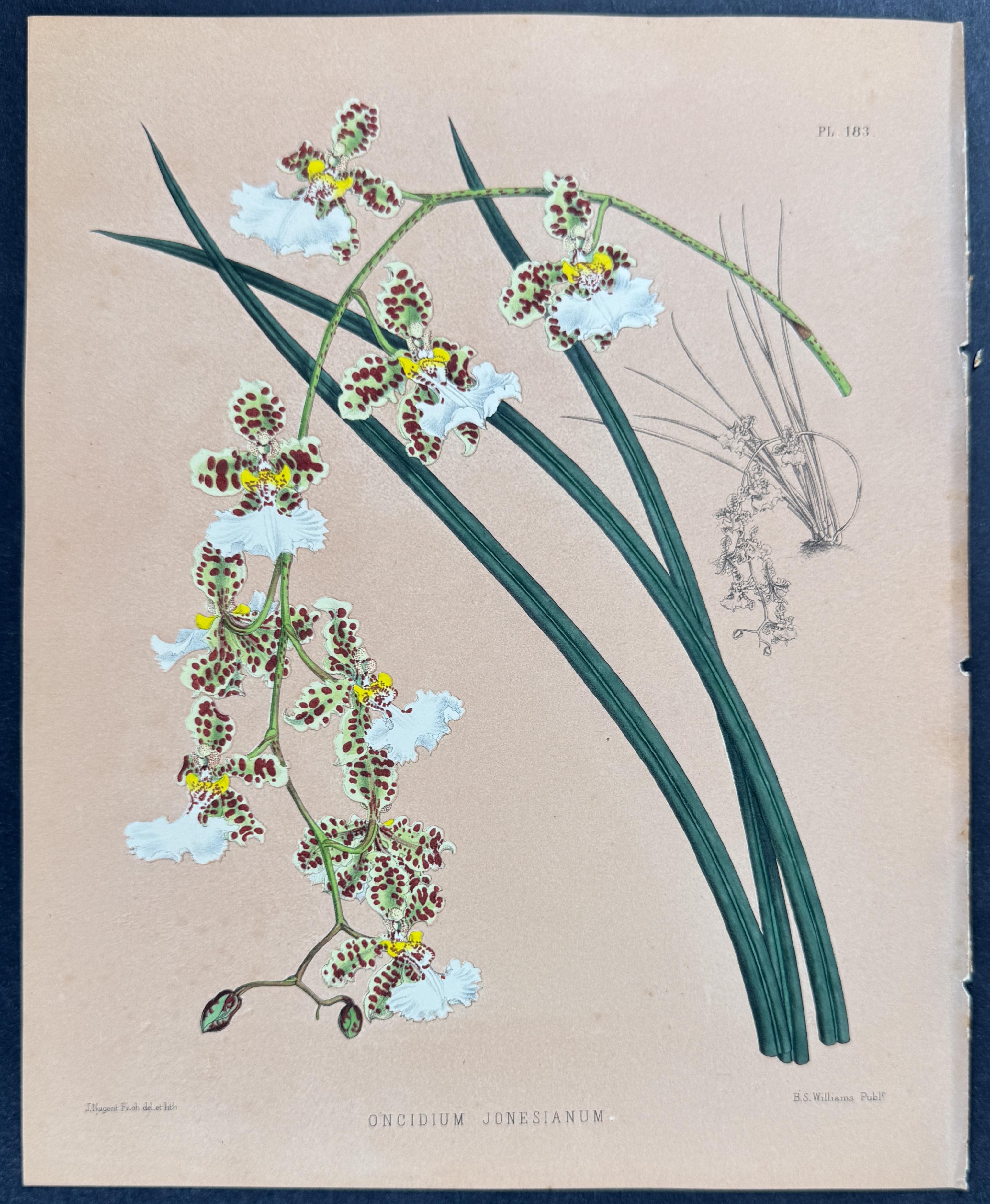 Orchid - Oncidium Jonesianum