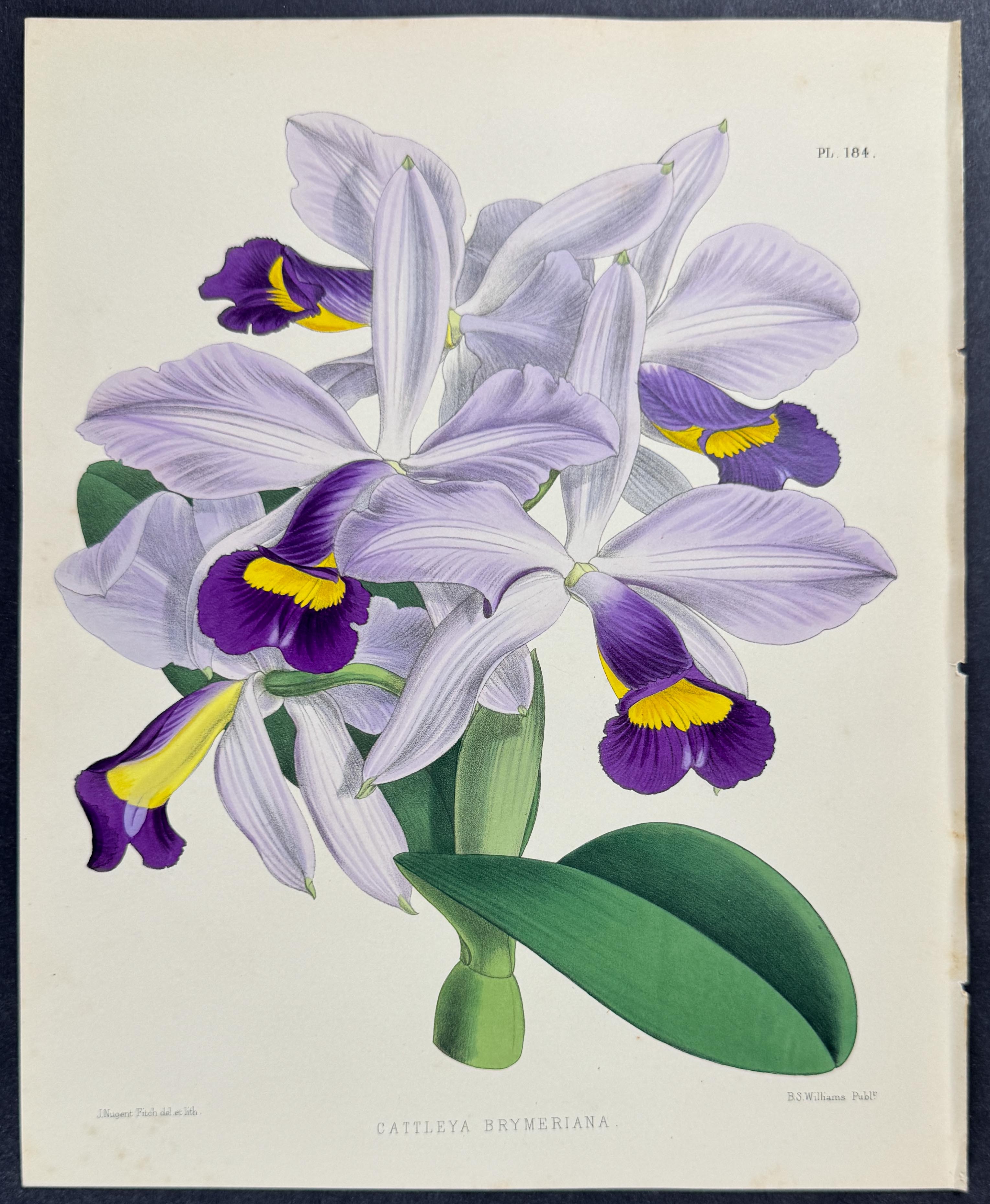Orchid - Cattleya Brymeriana