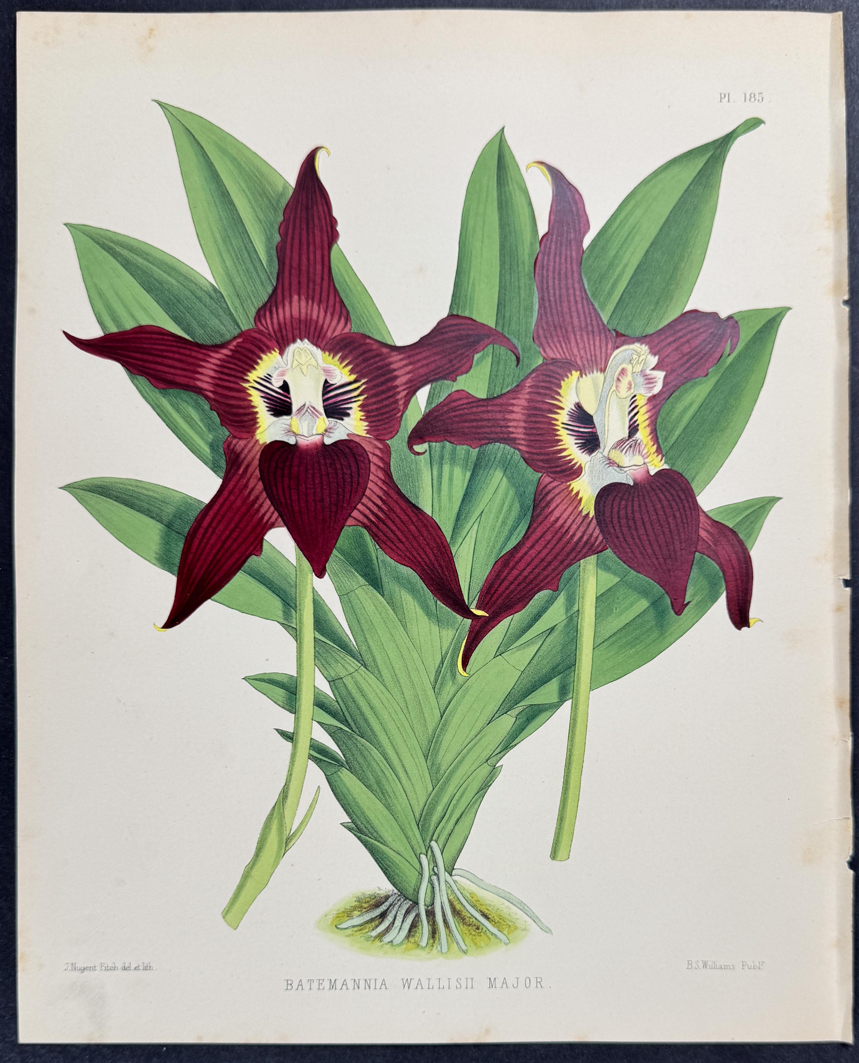 Orchid - Batemannia Wallisii Major
