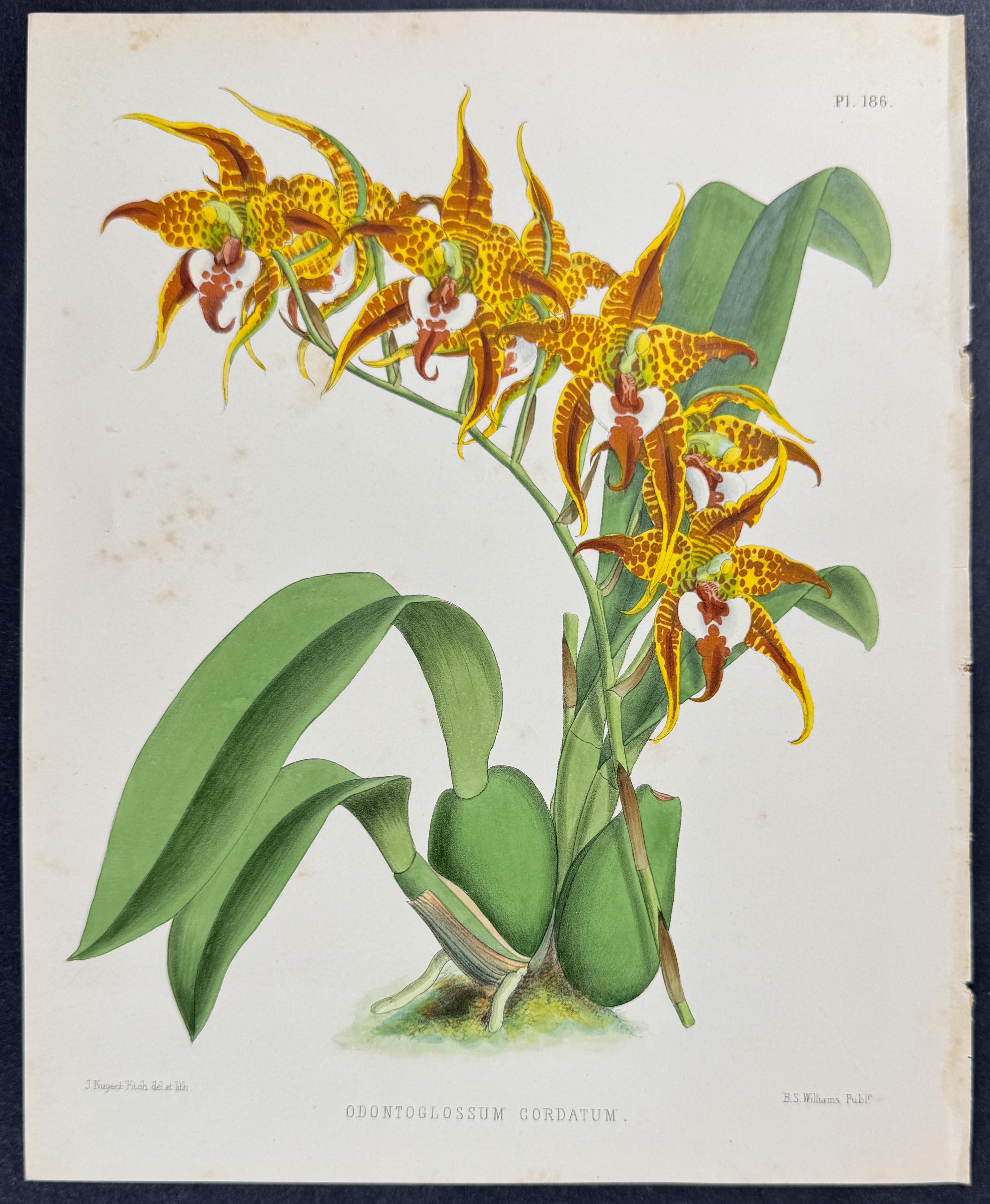 Orchid - Odontoglossum Cordatum