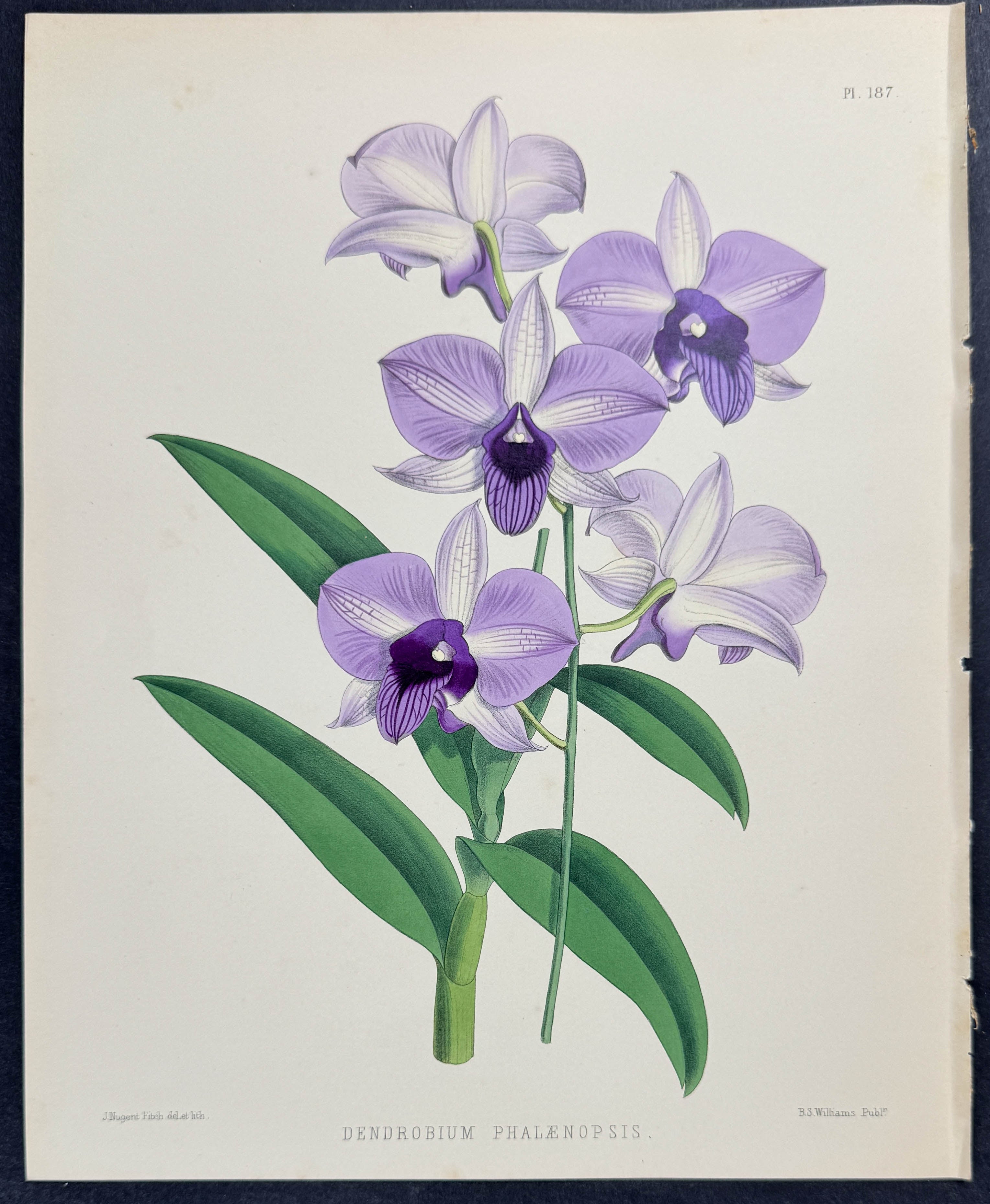Orchid - Dendrobium Phalaenopsis