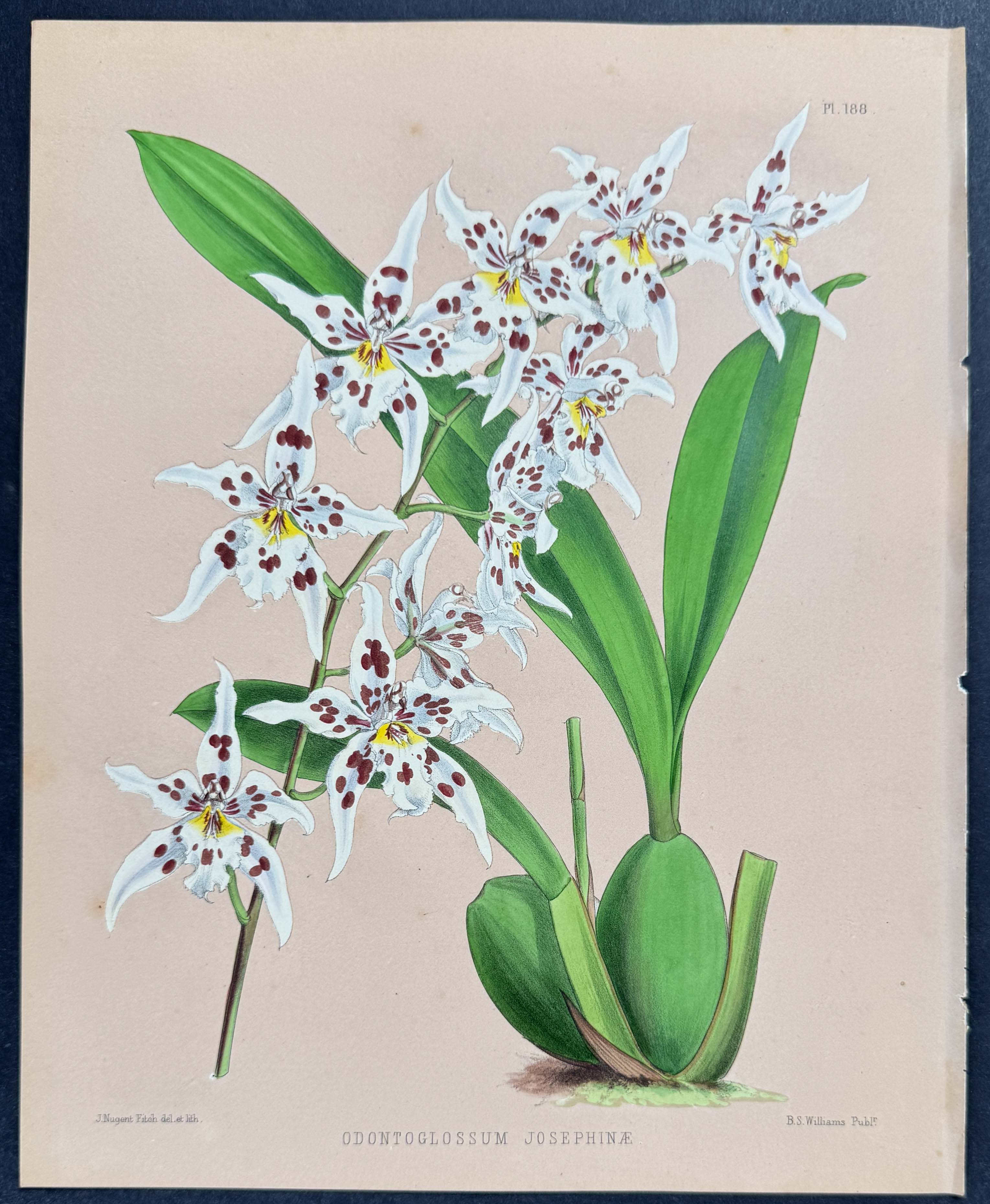 Orchid - Odontoglossum Josephinae