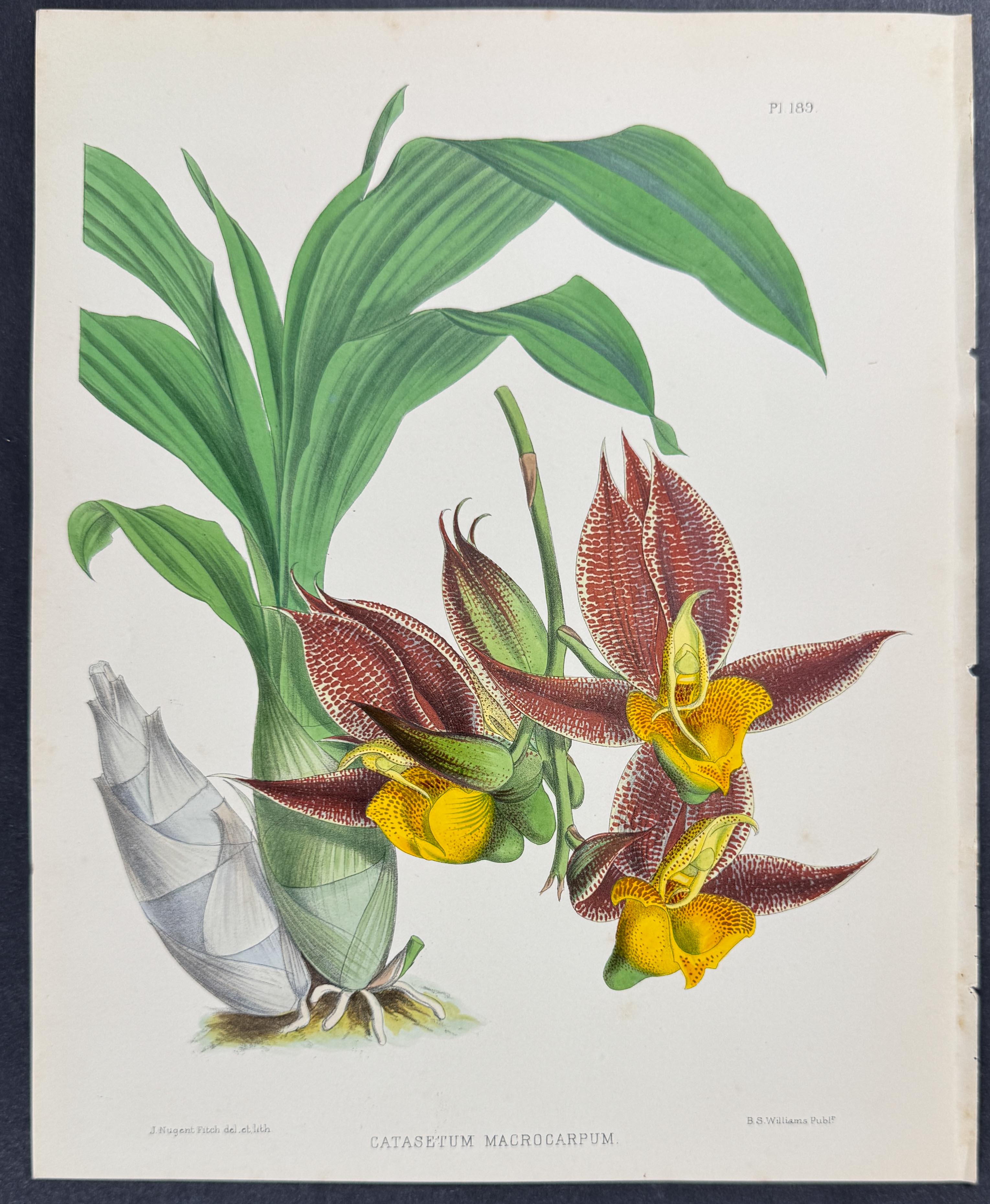 Orchid - Catasetum Macrocarpum