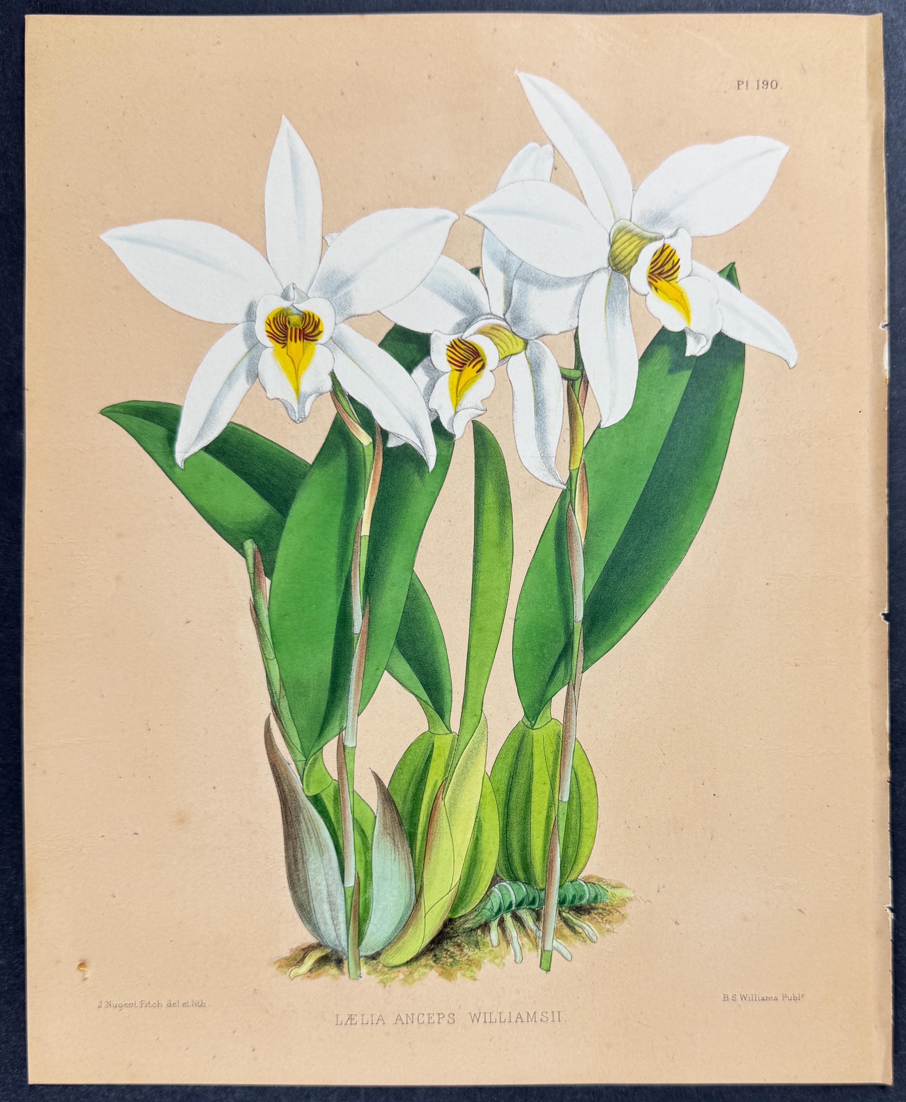 Orchid - Laelia Anceps Williamsii