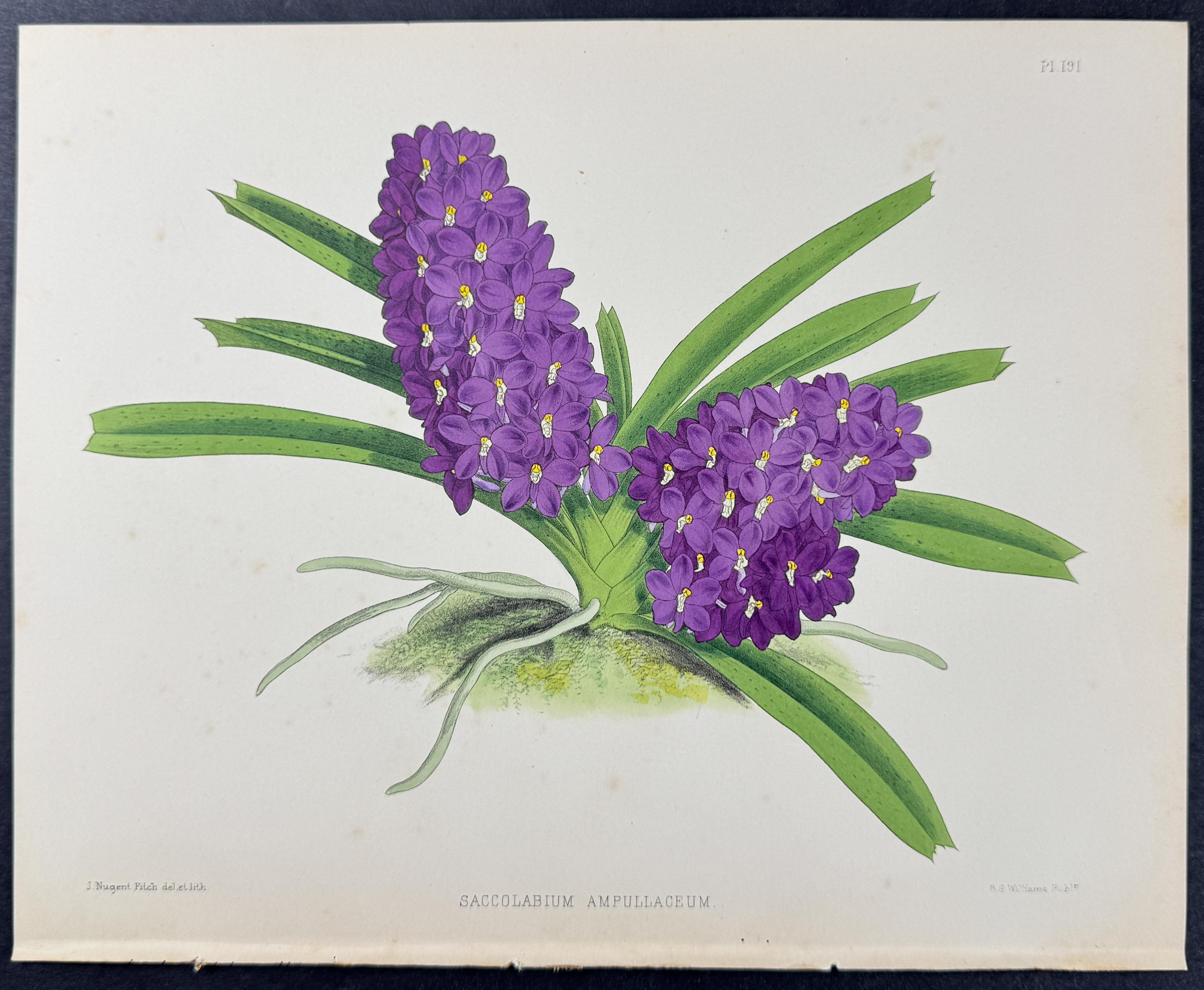 Orchid - Saccolabium Ampullaceum