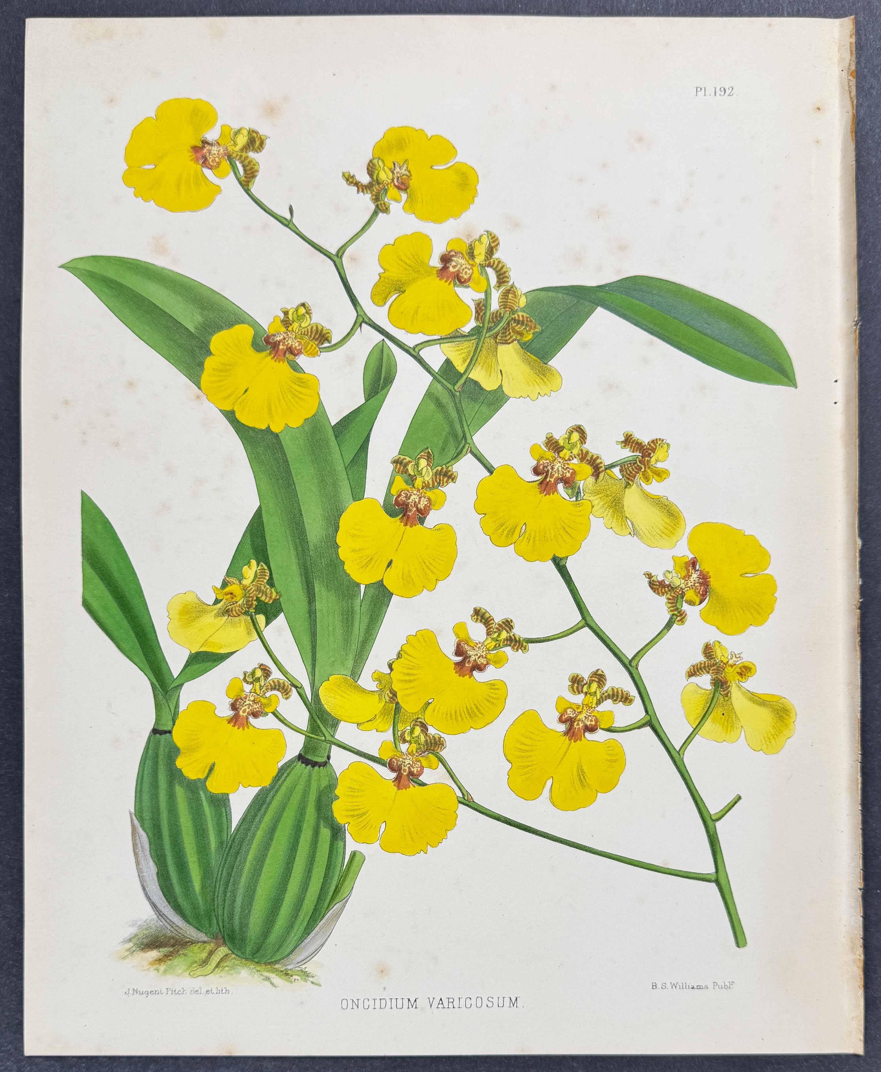 Orchid - Oncidium Varicosum