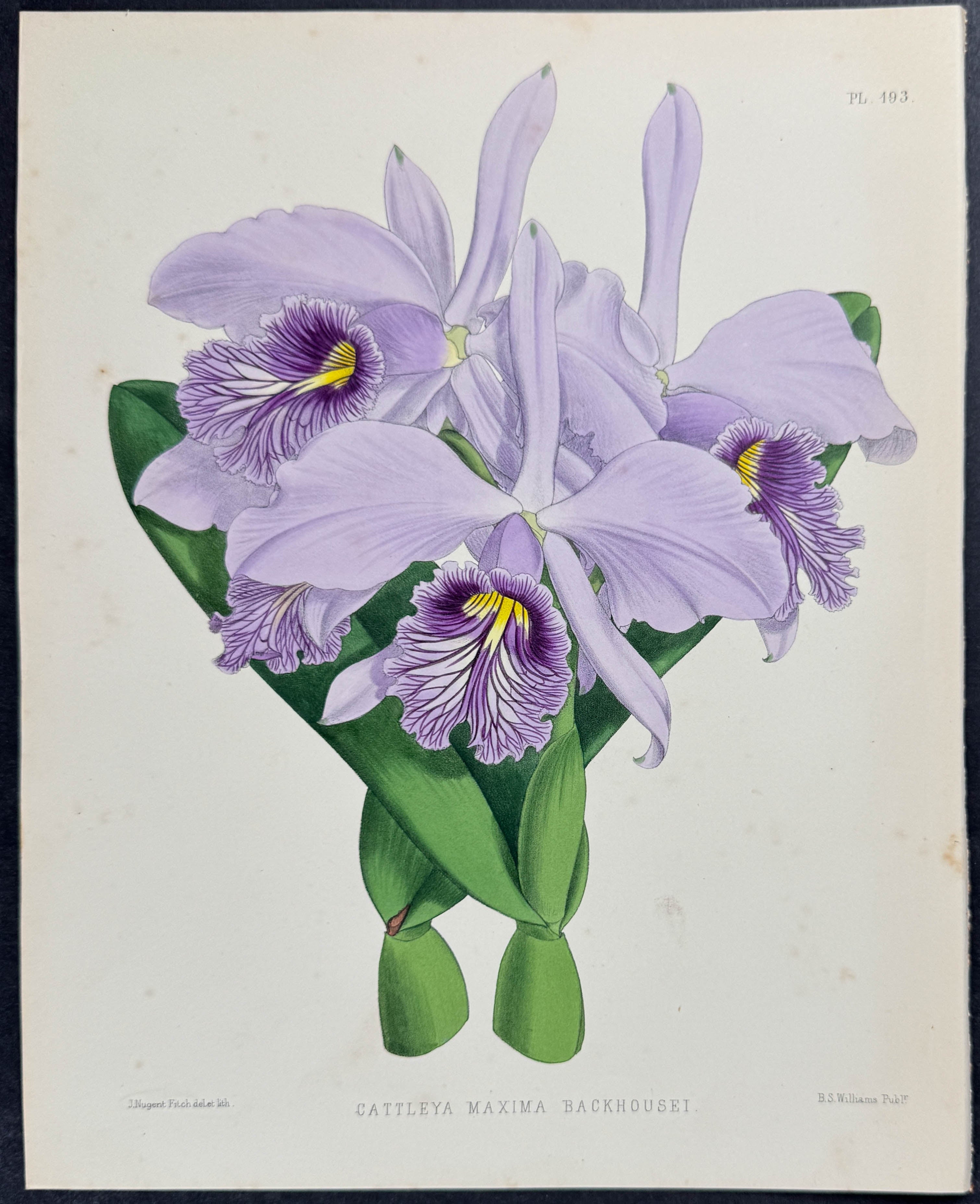 Orchid - Cattleya Maxima Backhousei