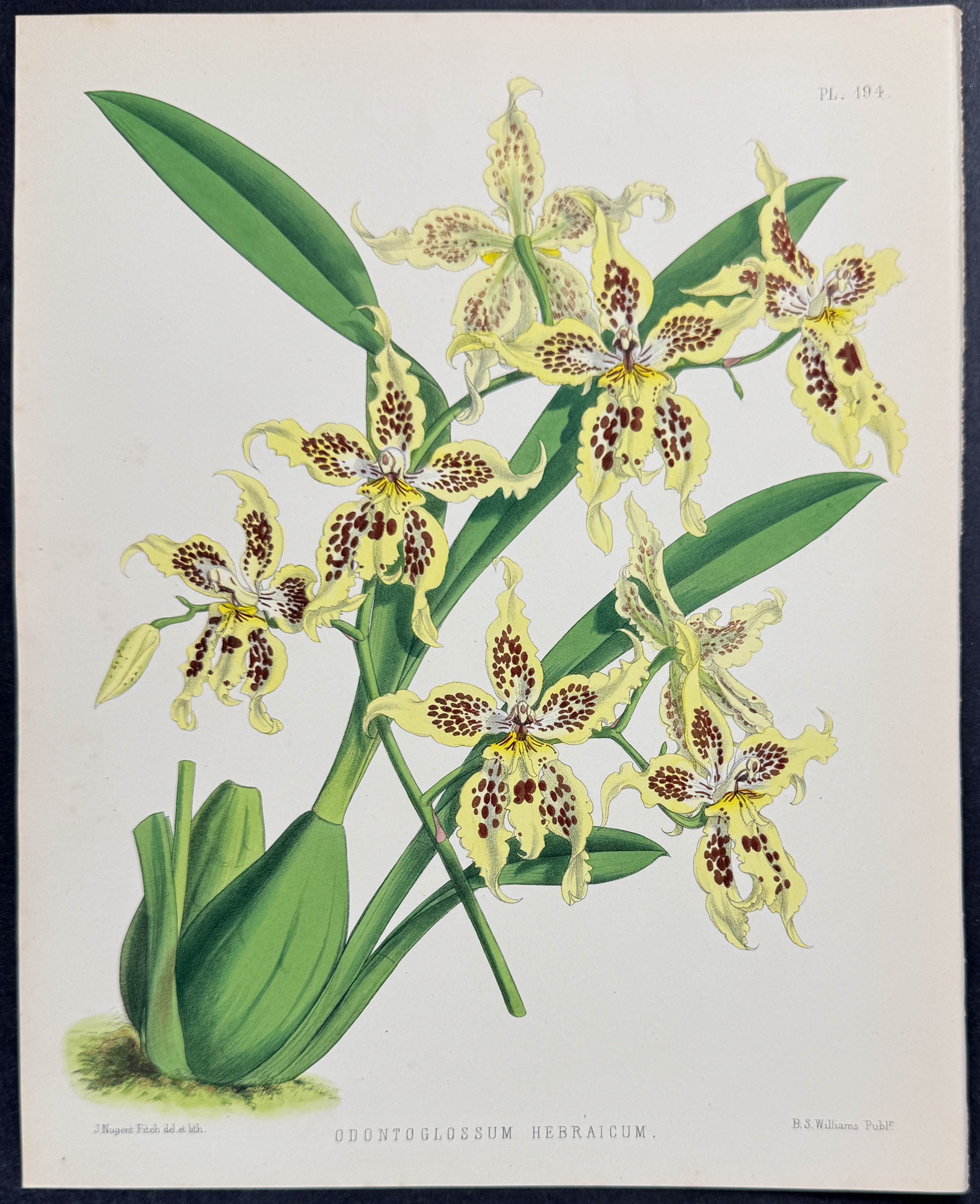 Orchid - Odontoglossum Hebraicum Lineoligerum