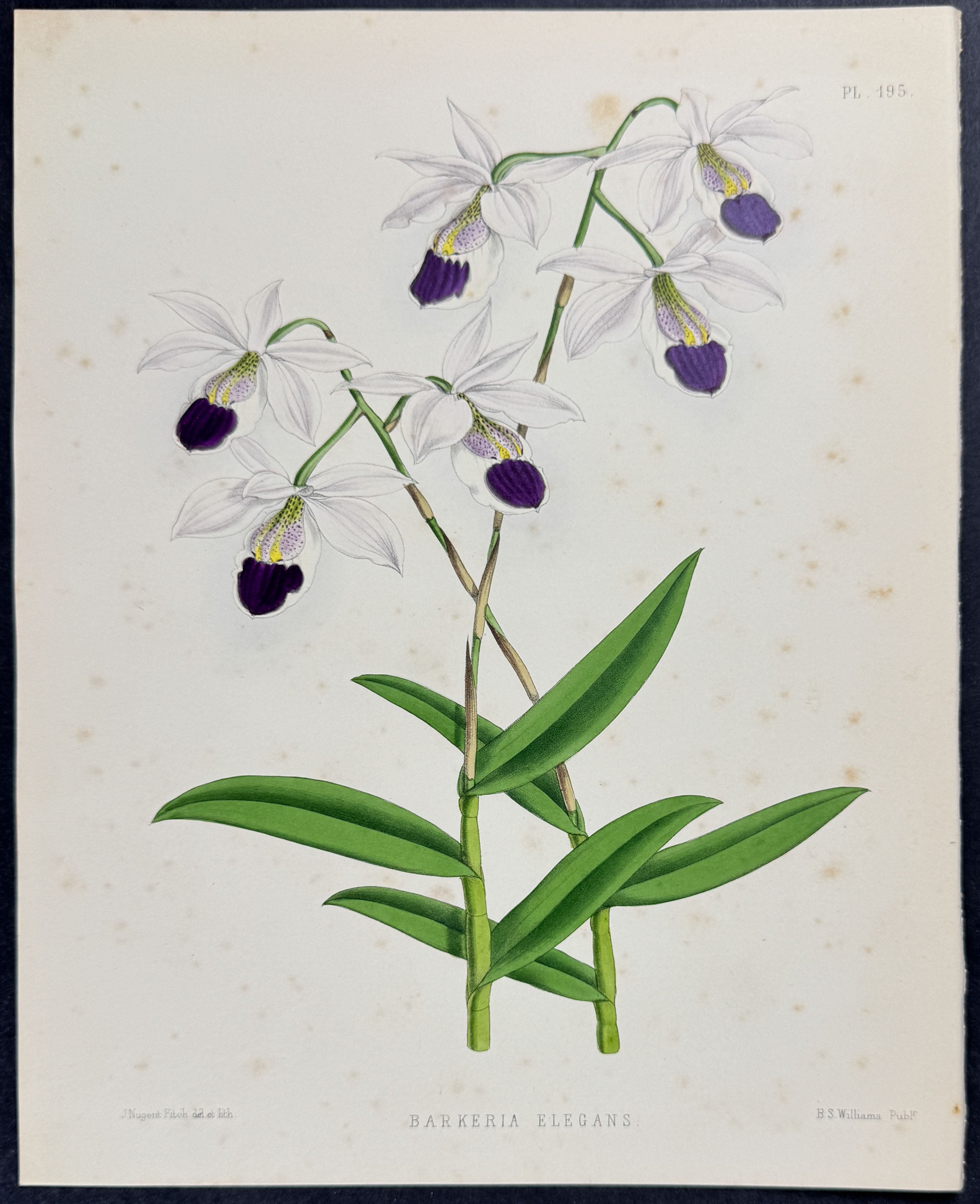 Orchid - Barkeria Elegans