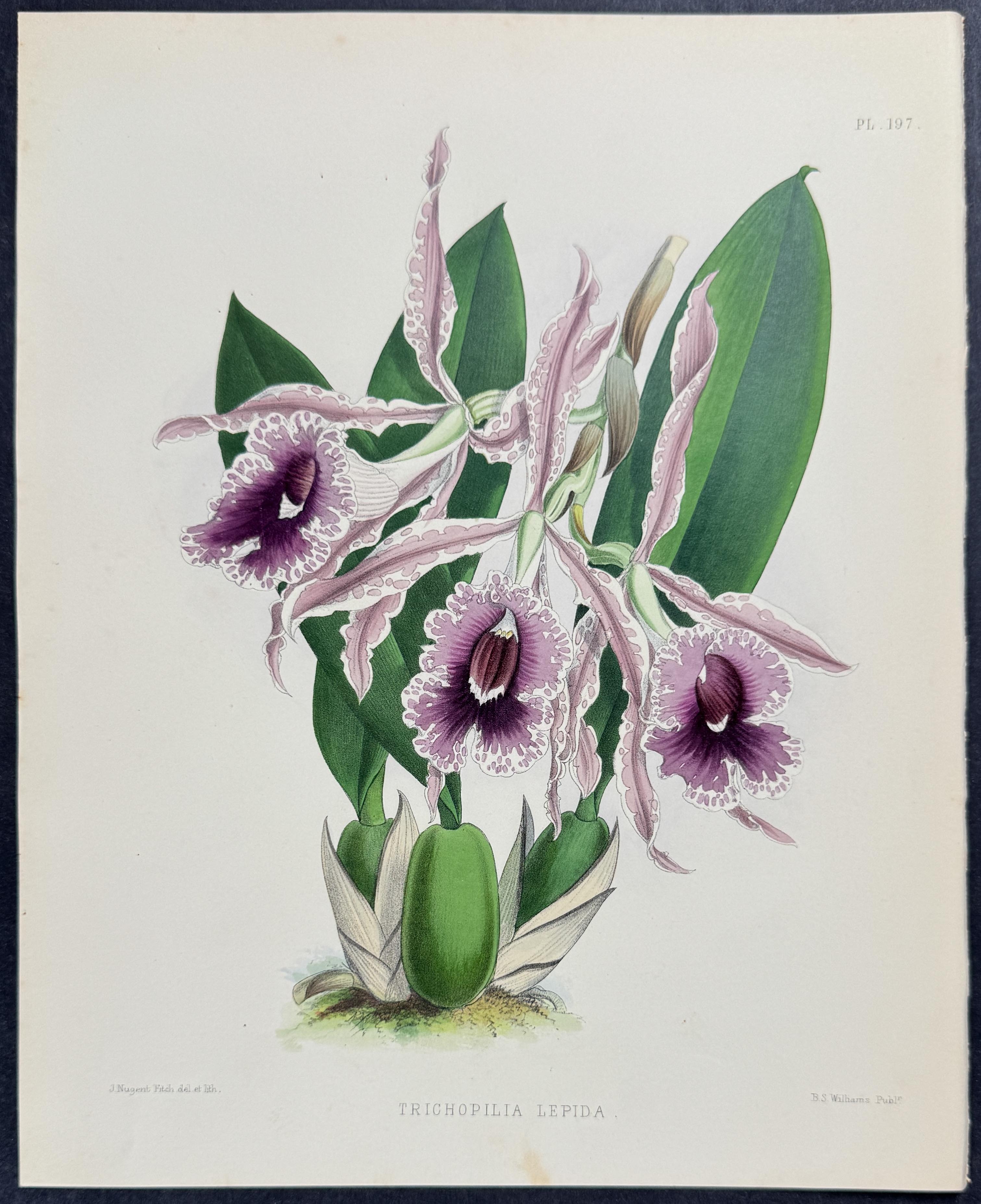 Orchid - Tricopilia Lepida