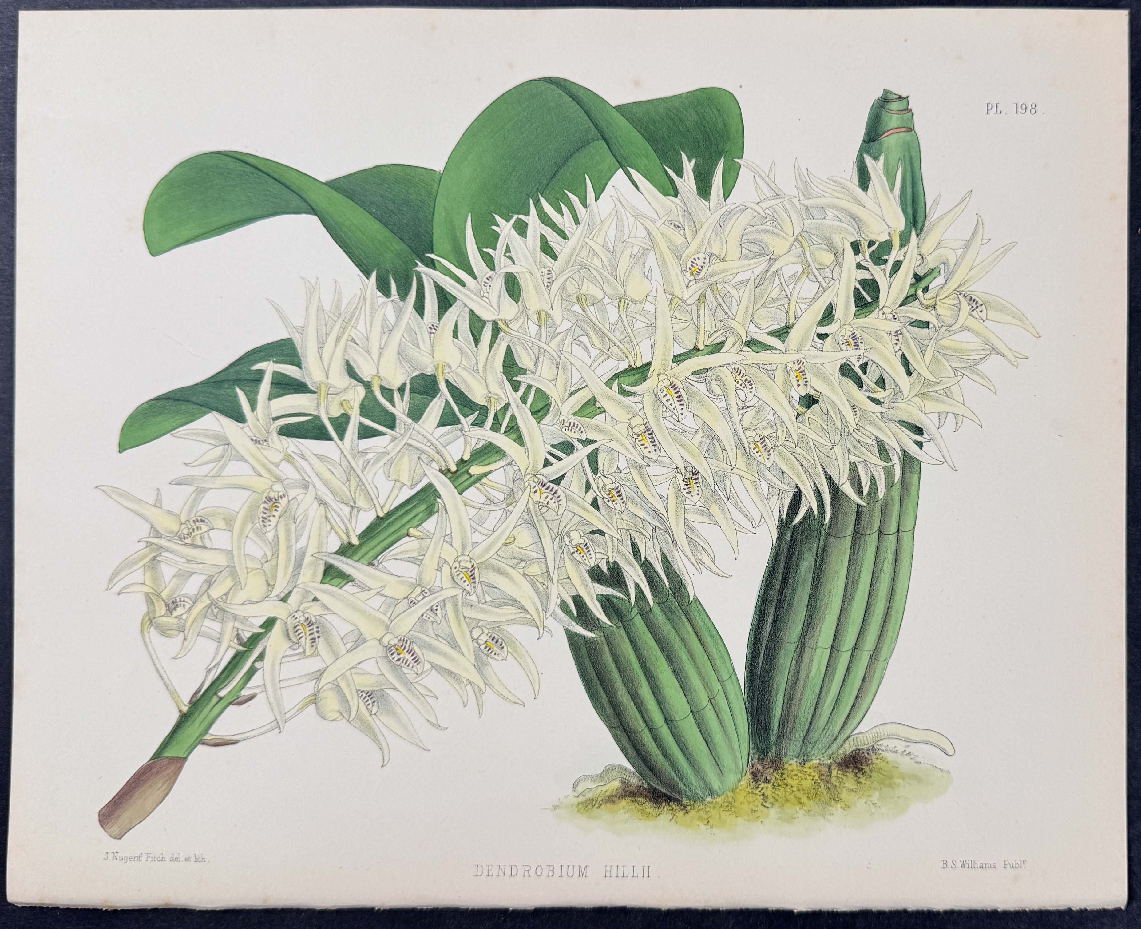 Orchid - Dendrobium Hillii