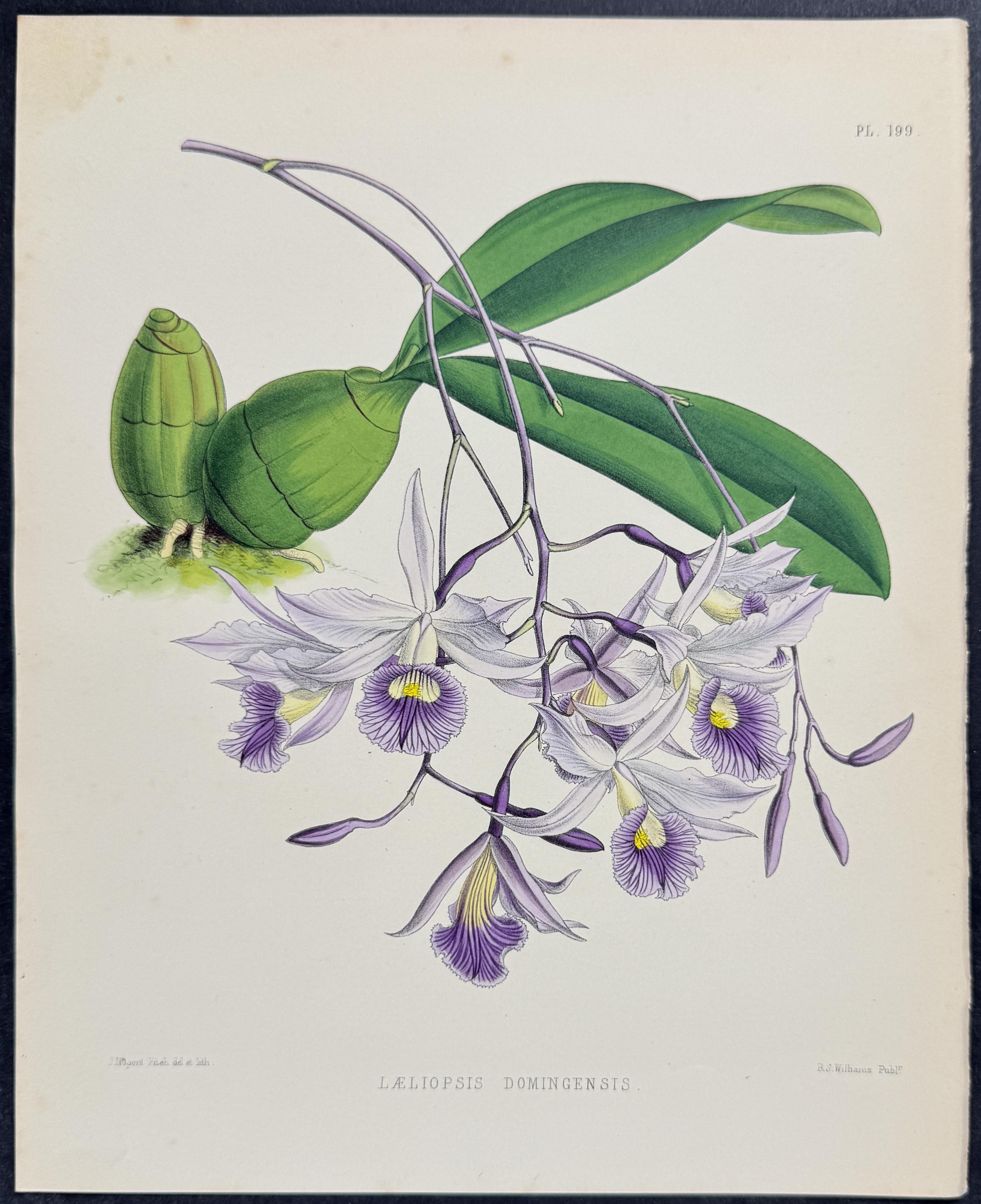 Orchid - Laeliopsis Domingensis