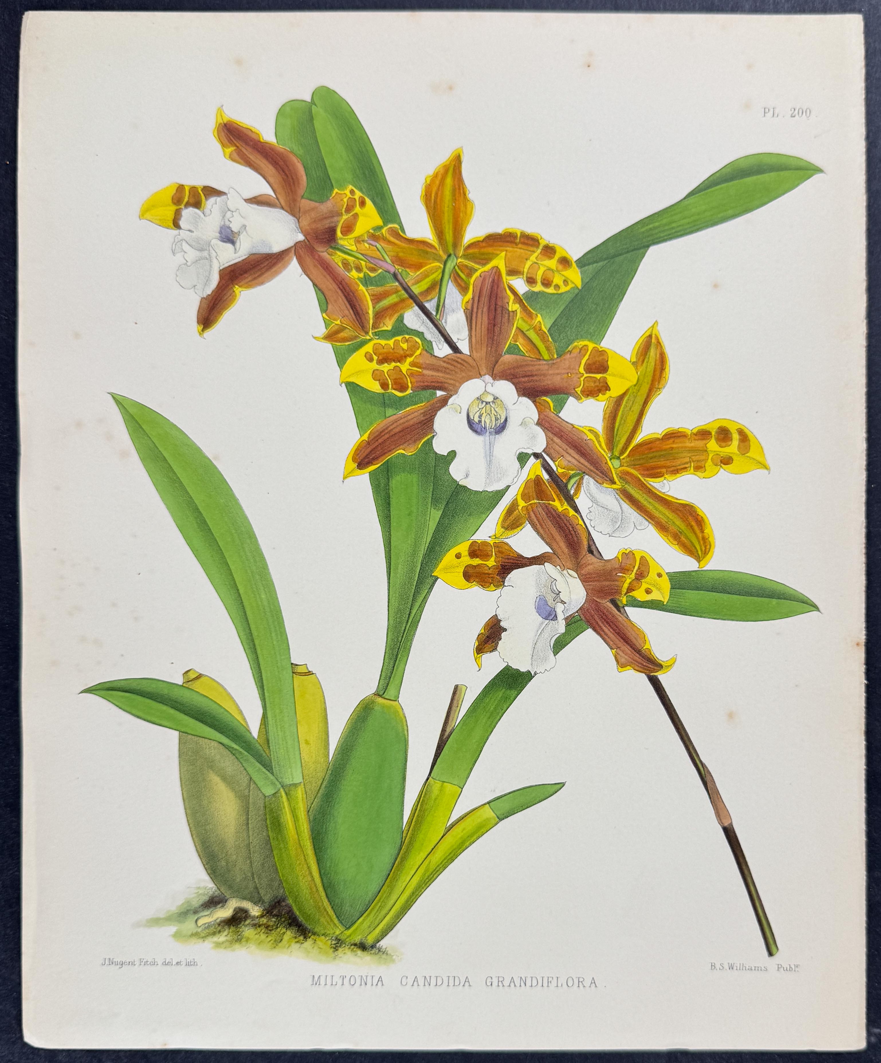 Orchid - Miltonia Candida Grandiflora