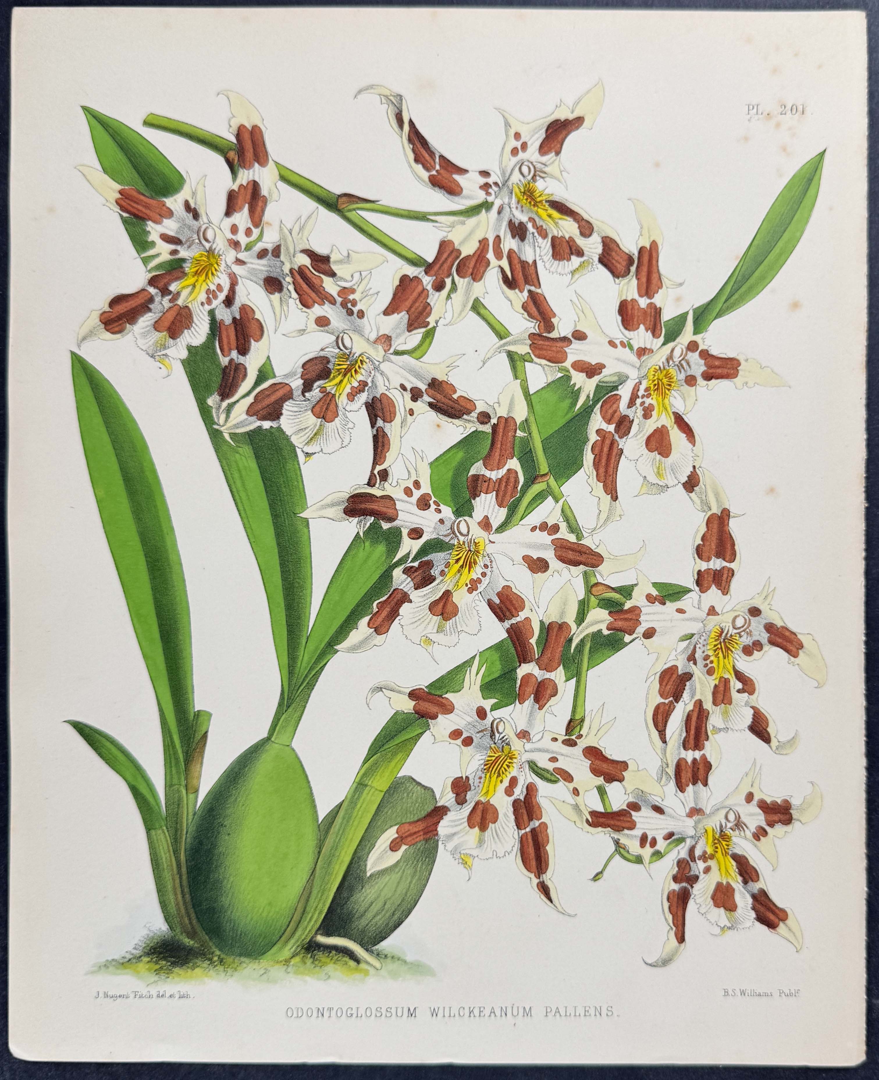 Orchid - Odontoglossum Wilckeanum