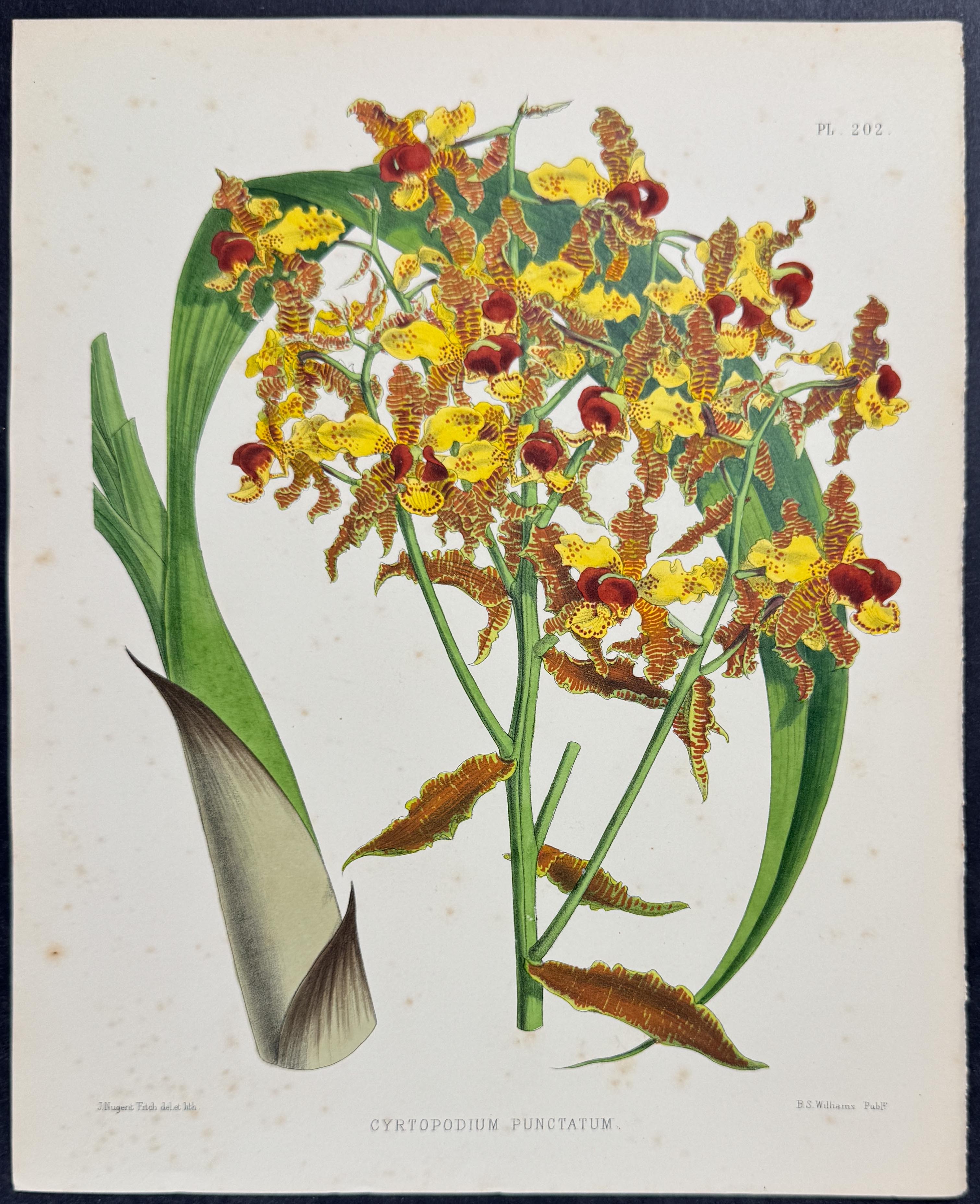 Orchid - Cyrtopodium Punctatum