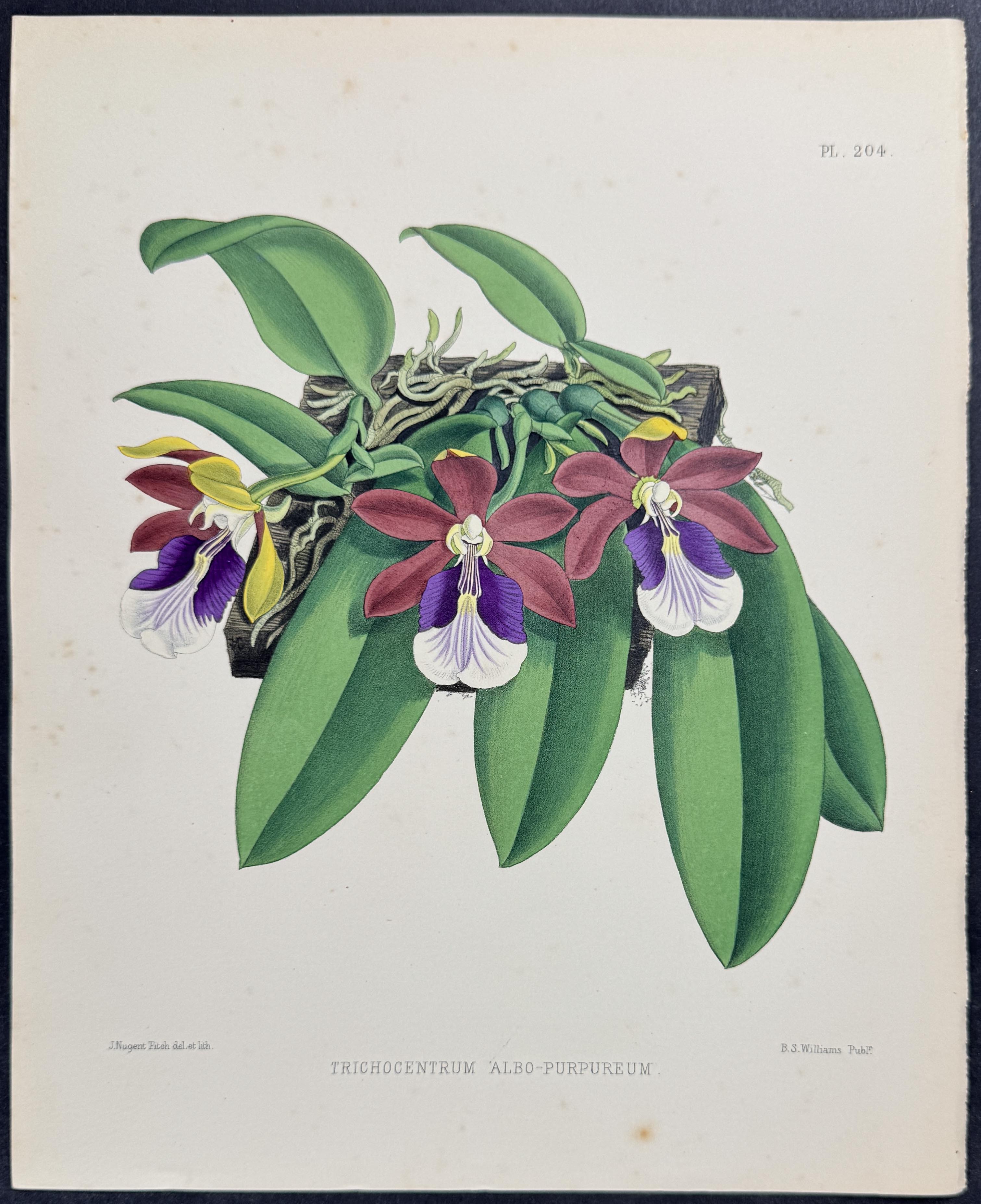 Orchid - Trichocentrum Albo-purpureum