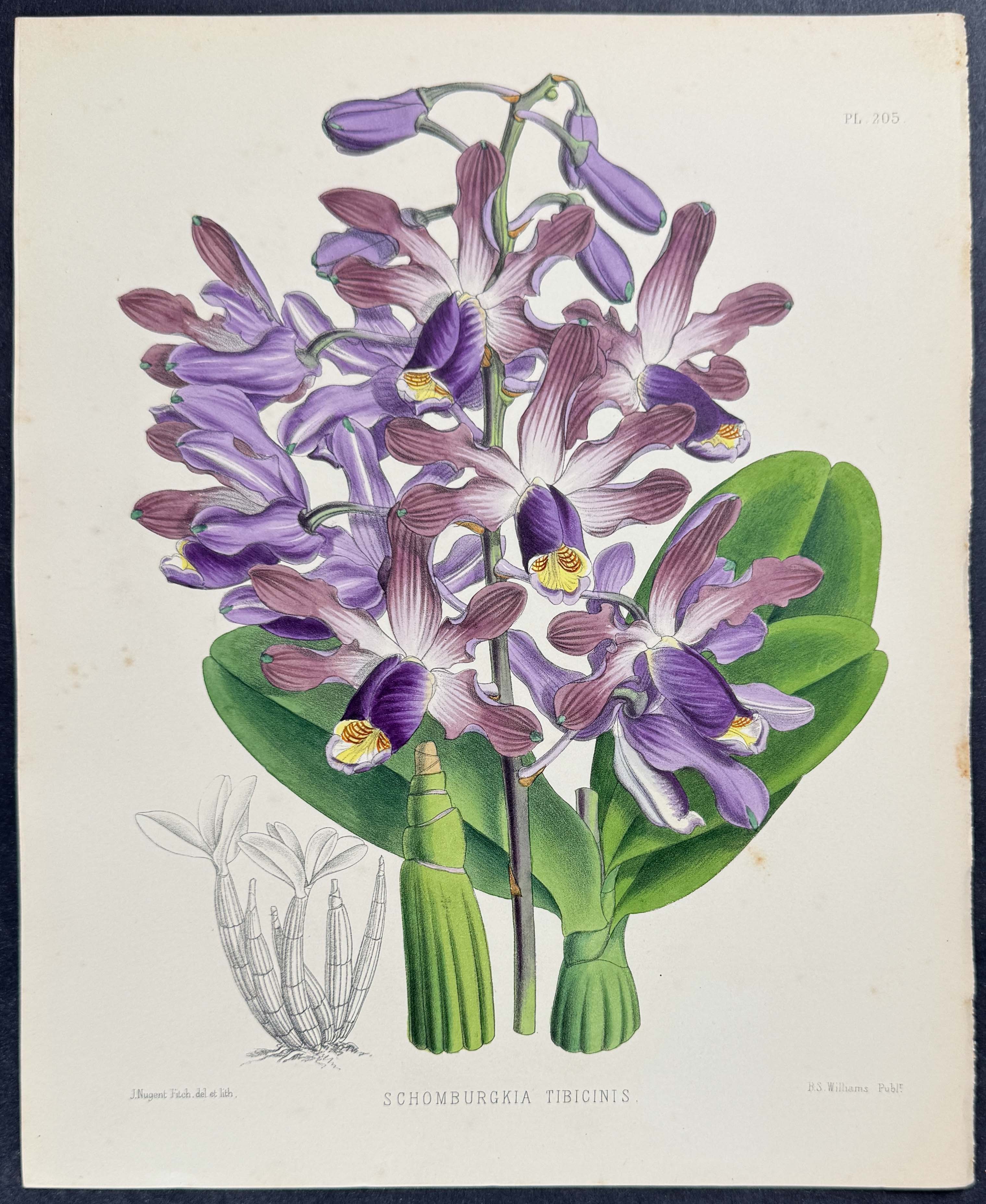 Orchid - Schomburgkia Tibiscinis