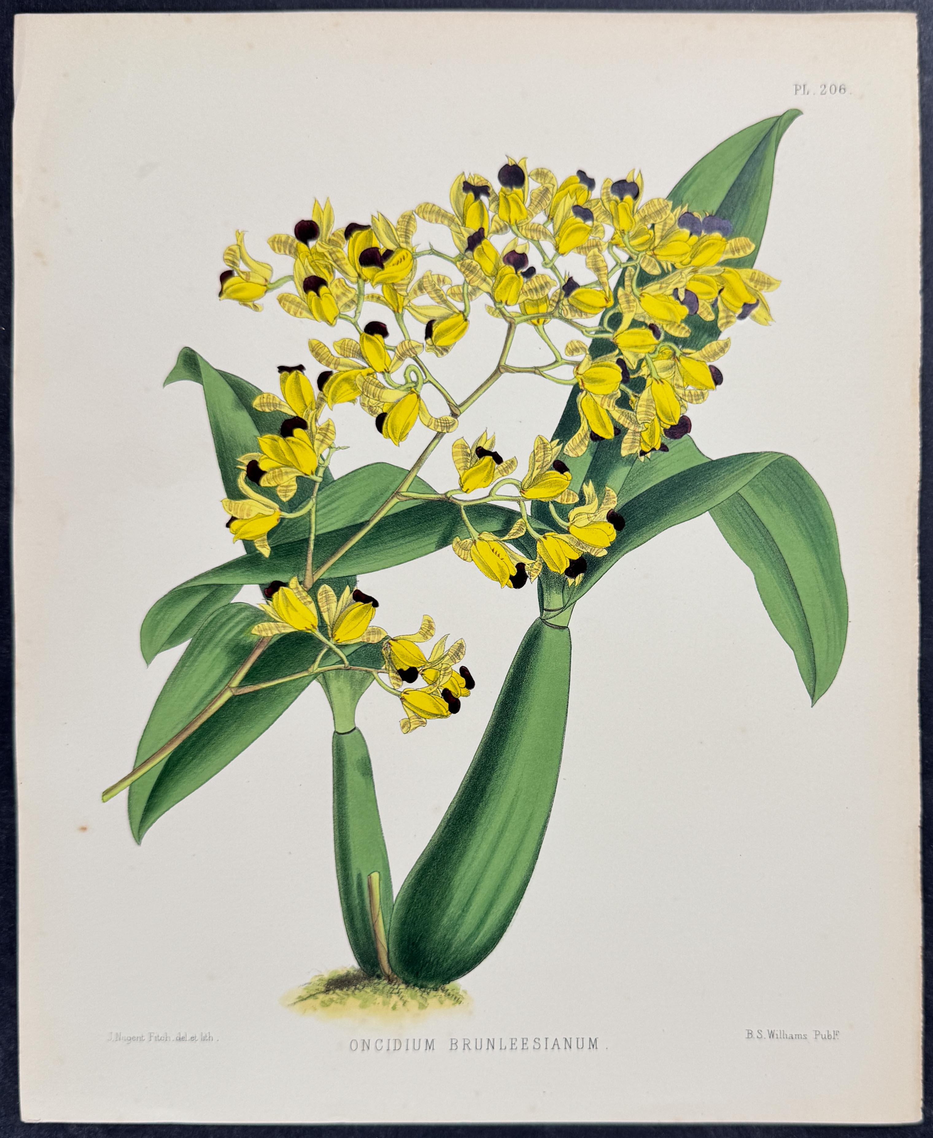 Orchid - Oncidium Brunleesianum