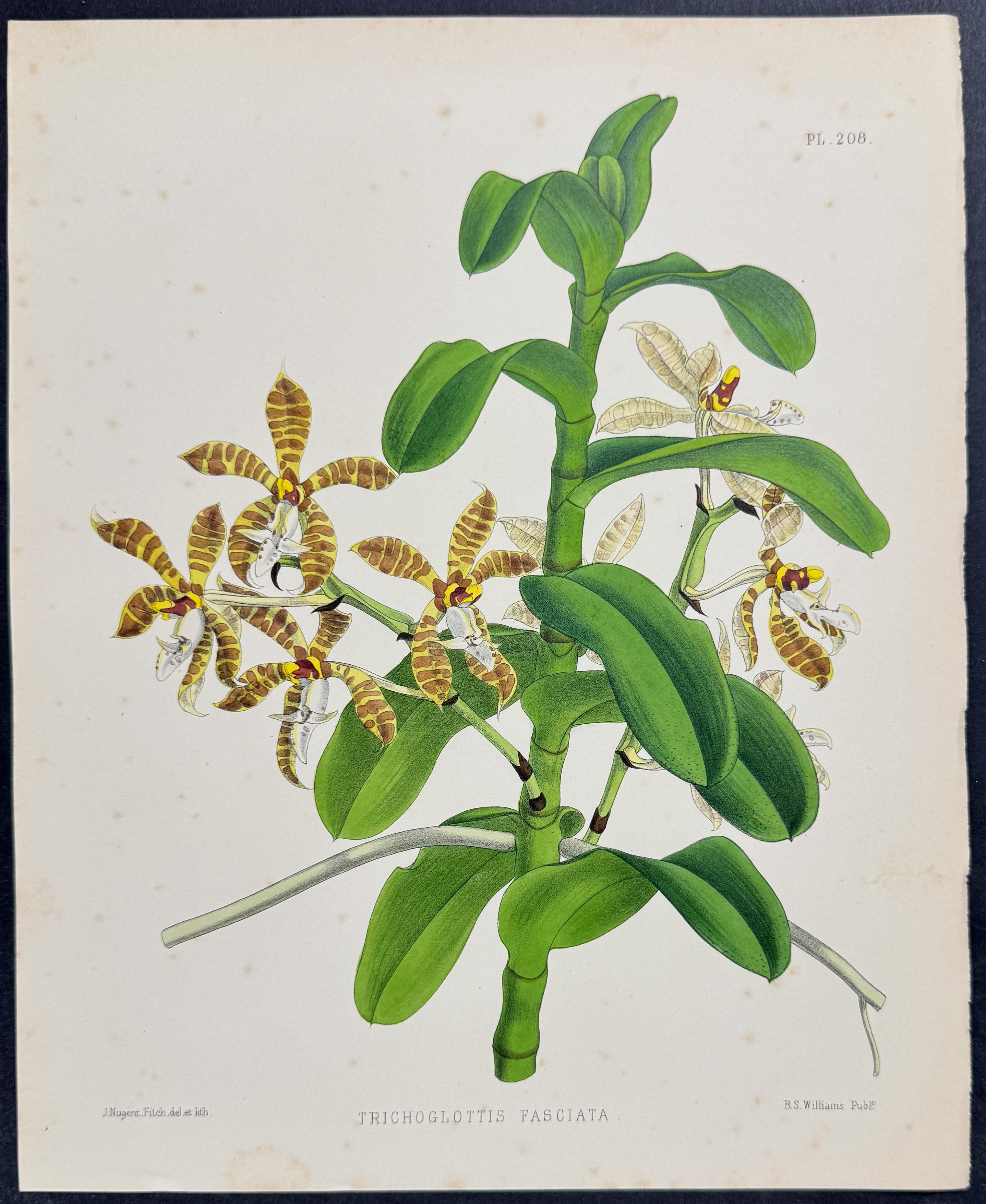 Orchid - Trichoglottis Fasciata