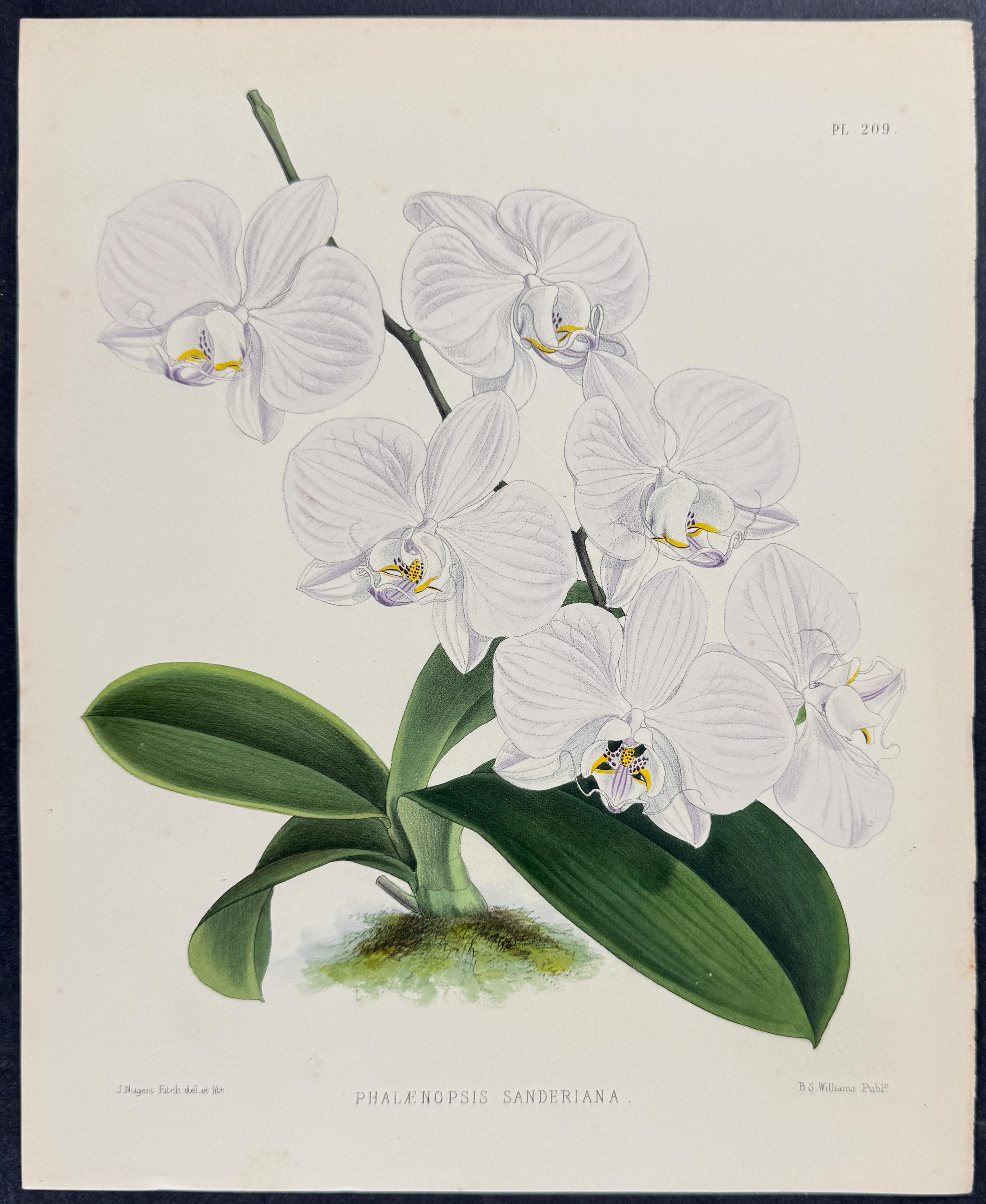 Orchid - Phalaenopsis Sanderiana