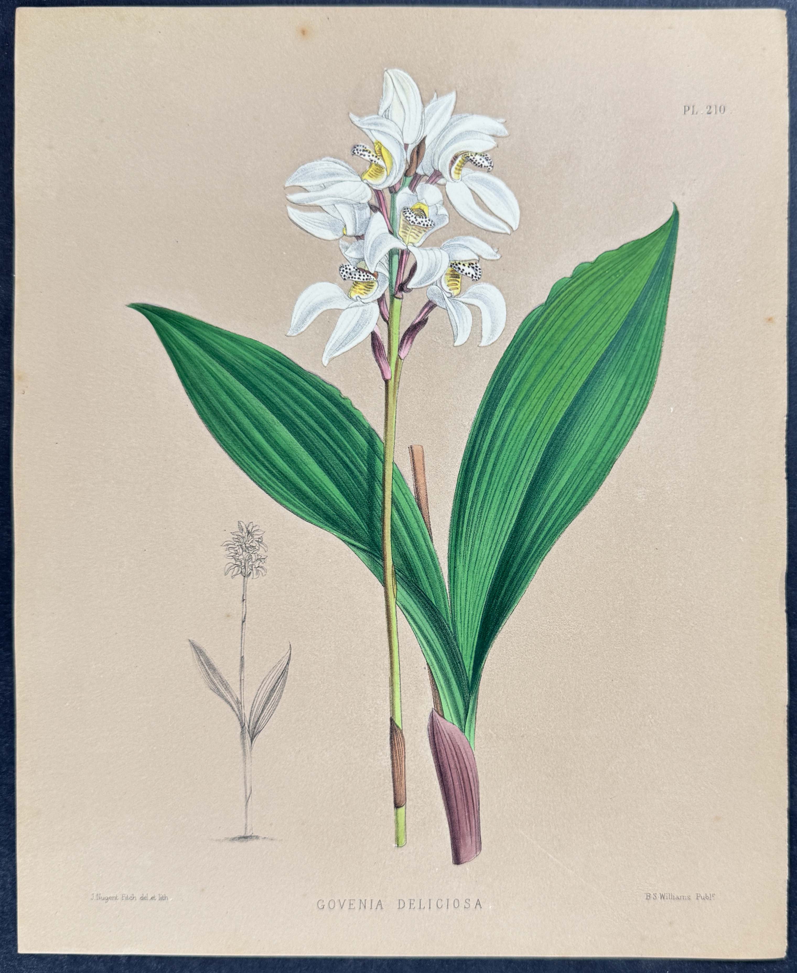 Orchid - Govenia Deliciosa