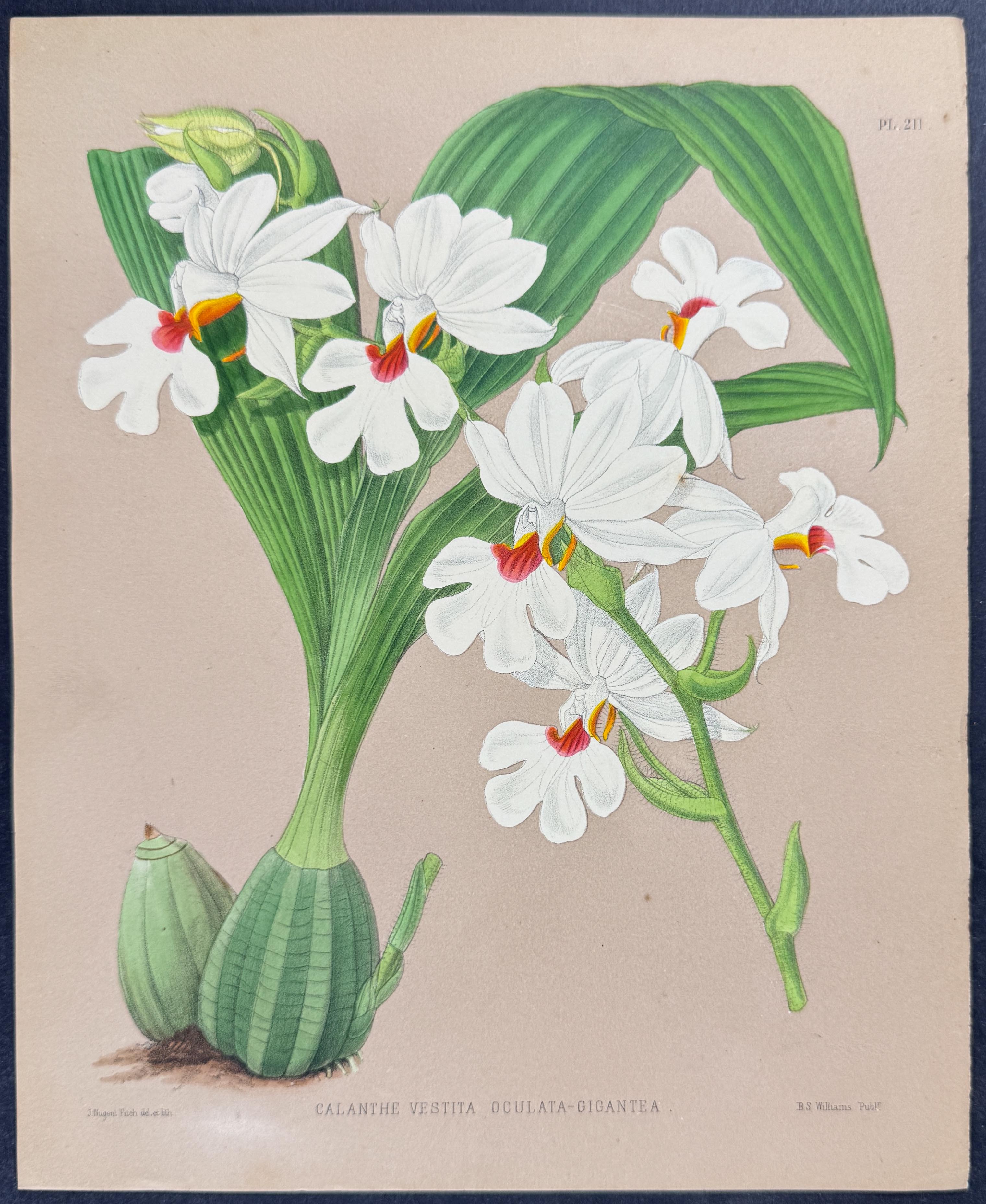 Orchid - Calanthe Vestita Oculata Gigantea