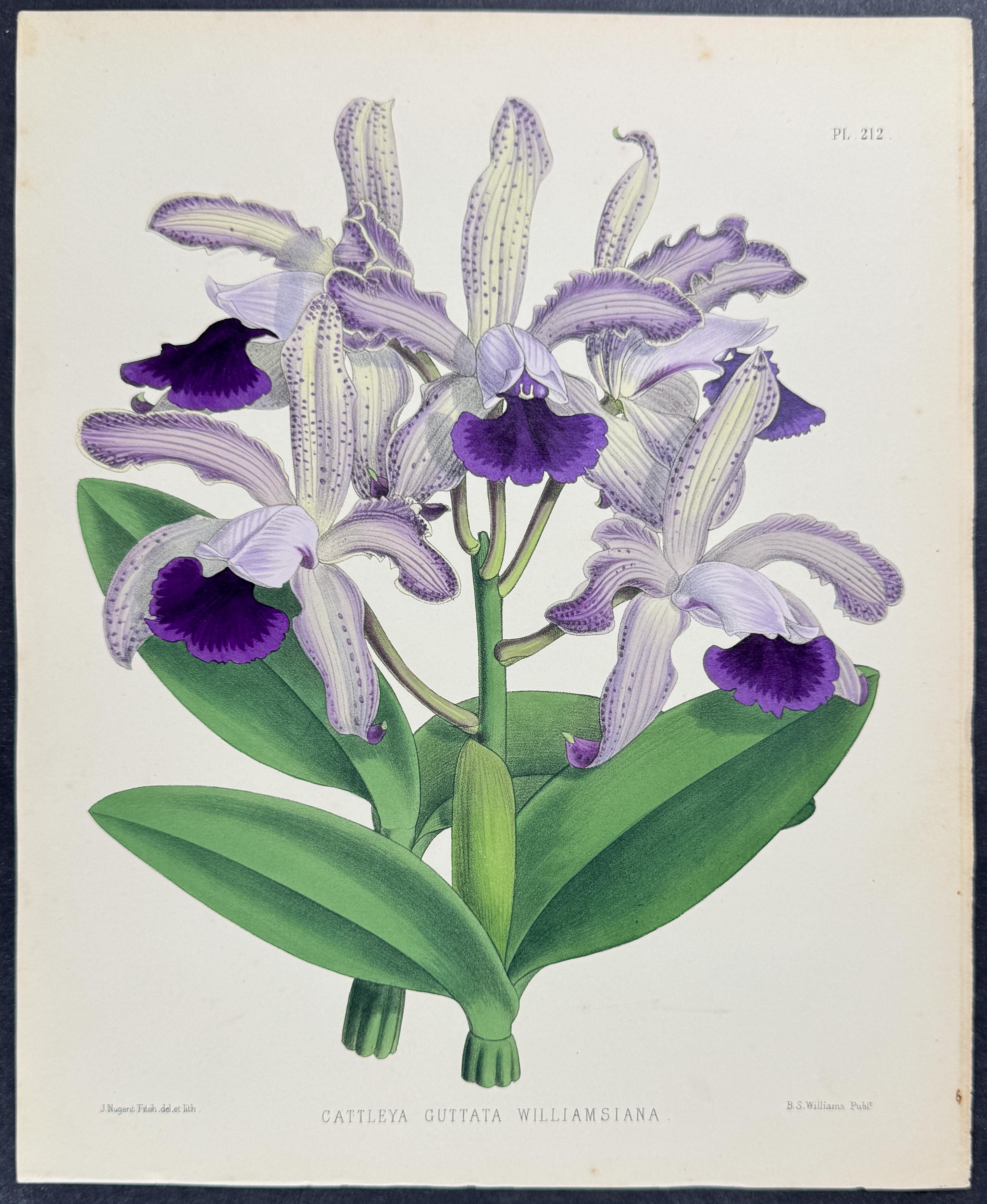 Orchid - Cattleya Guttata Williamsiana