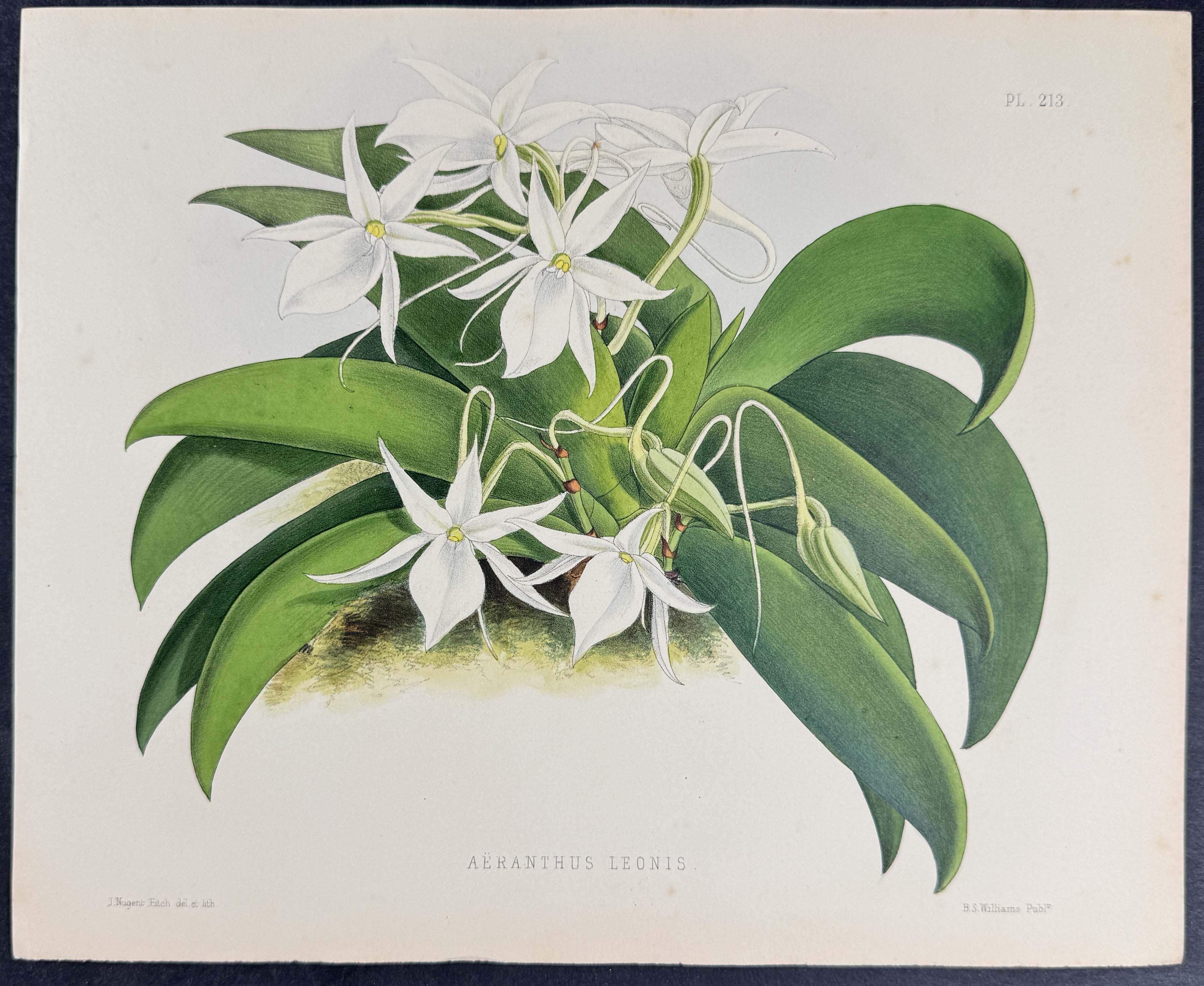 Orchid - Aertanthus Leonis