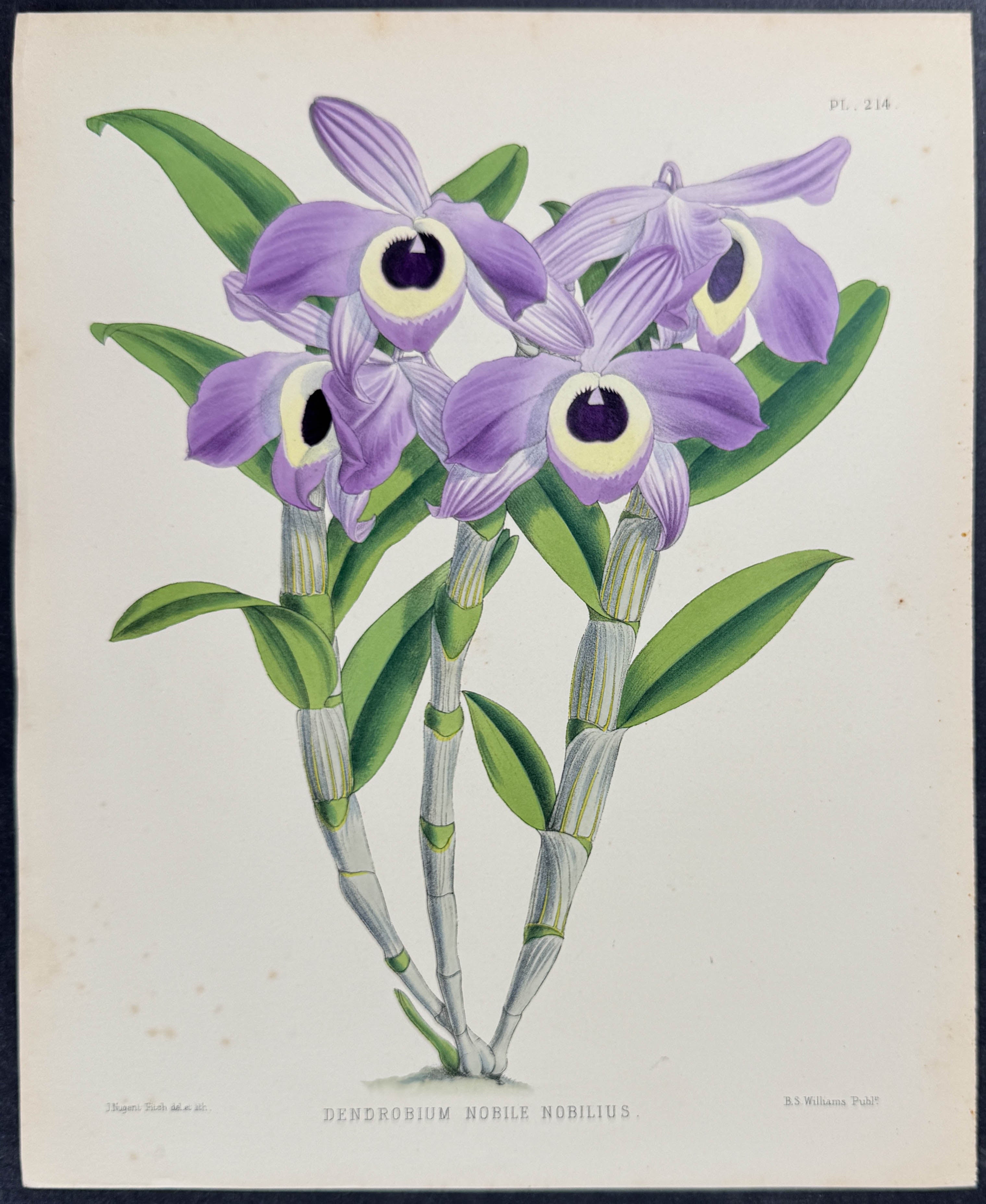 Orchid - Dendrobium Nobile Nobilius