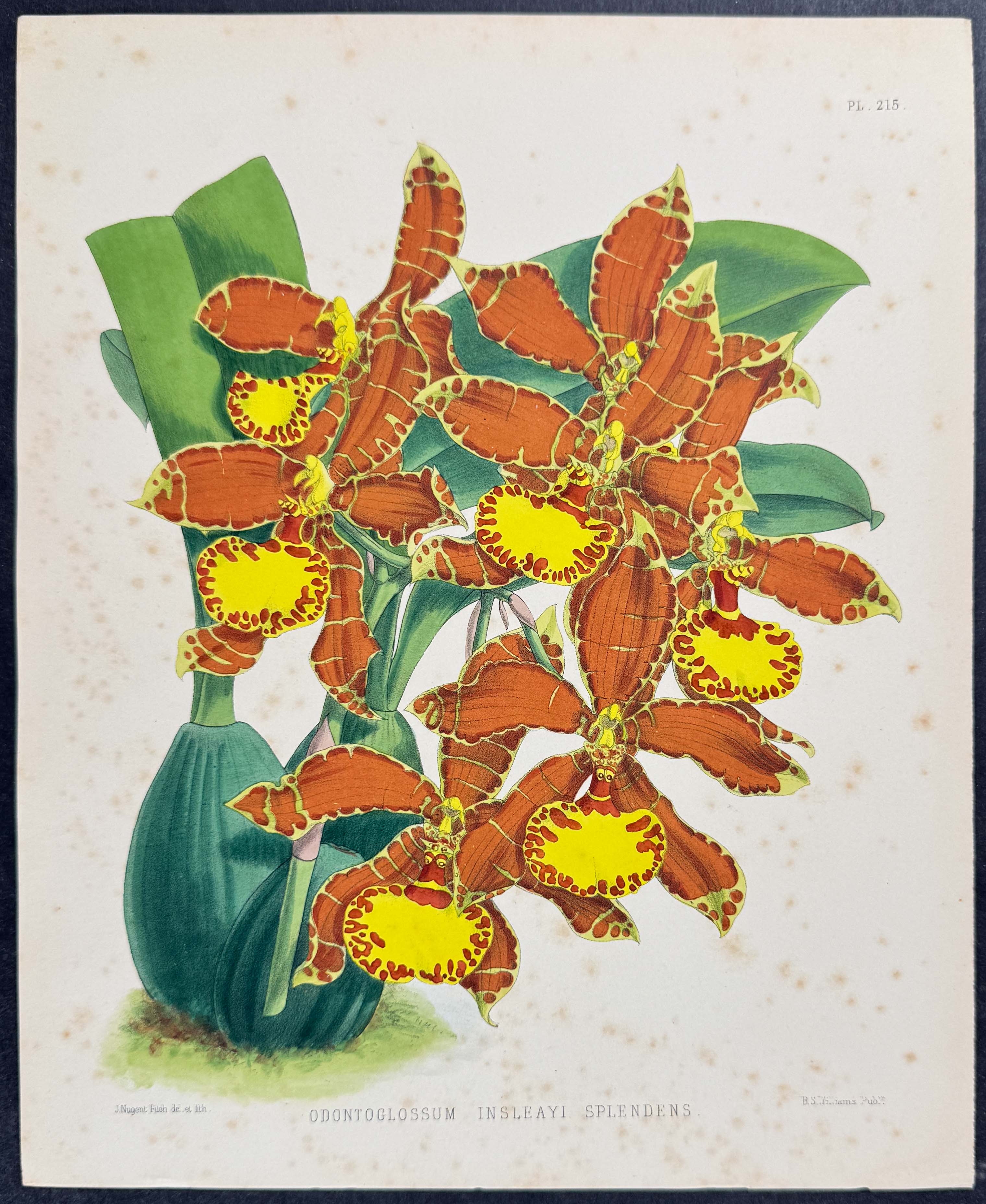 Orchid - Odontoglossum Insleayi