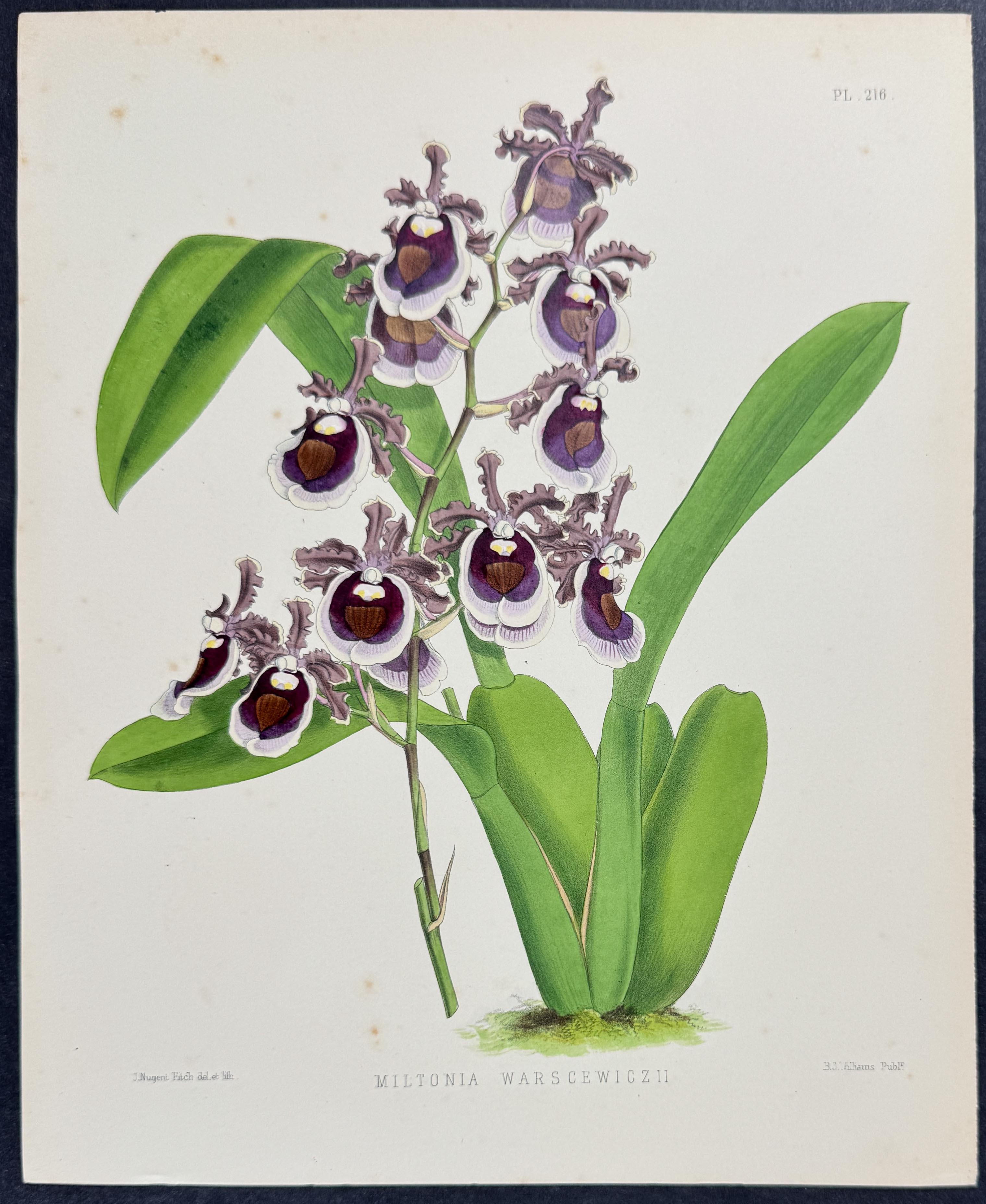 Orchid - Miltonia Warscewiczii