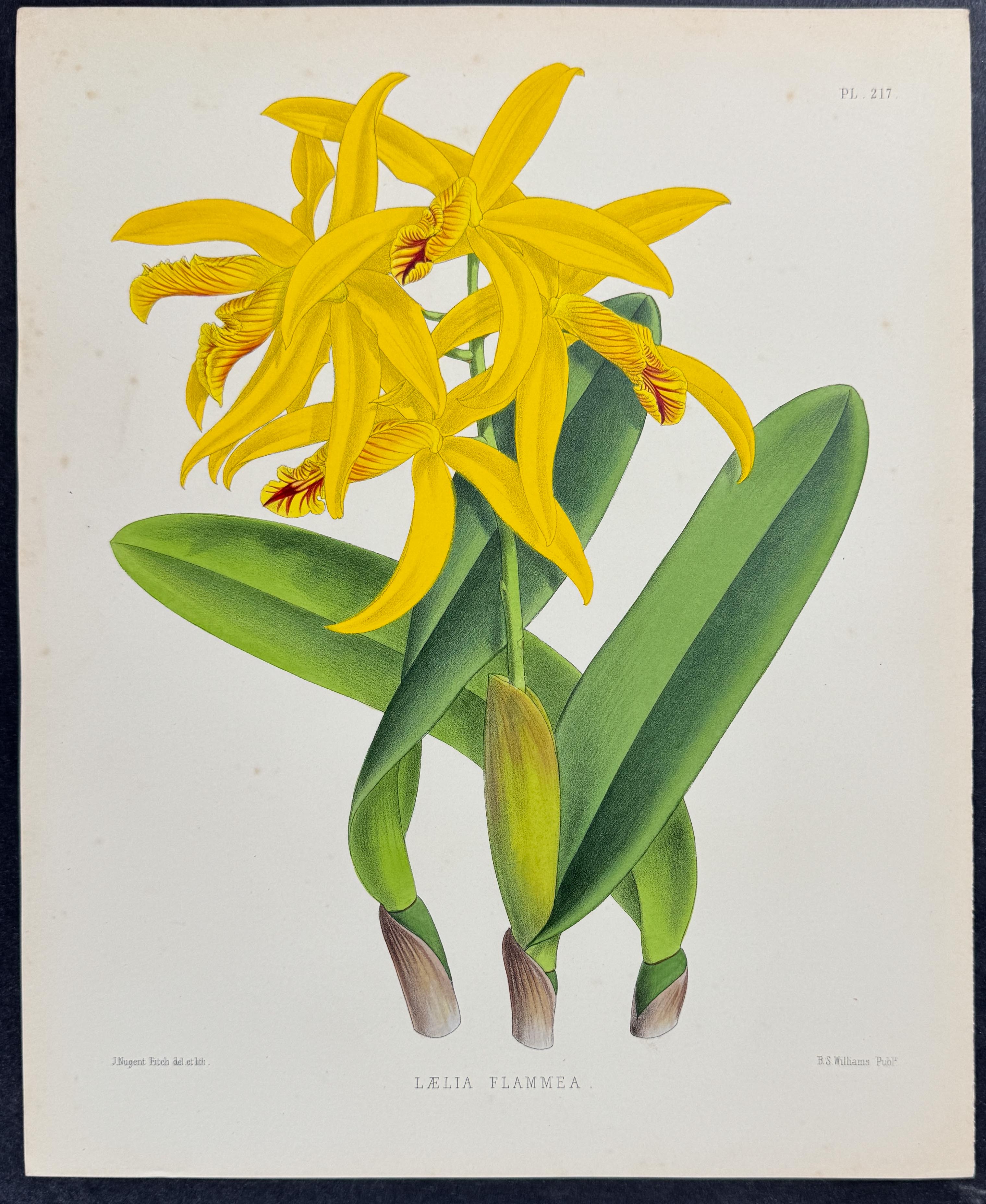 Orchid - Laelia Flammea