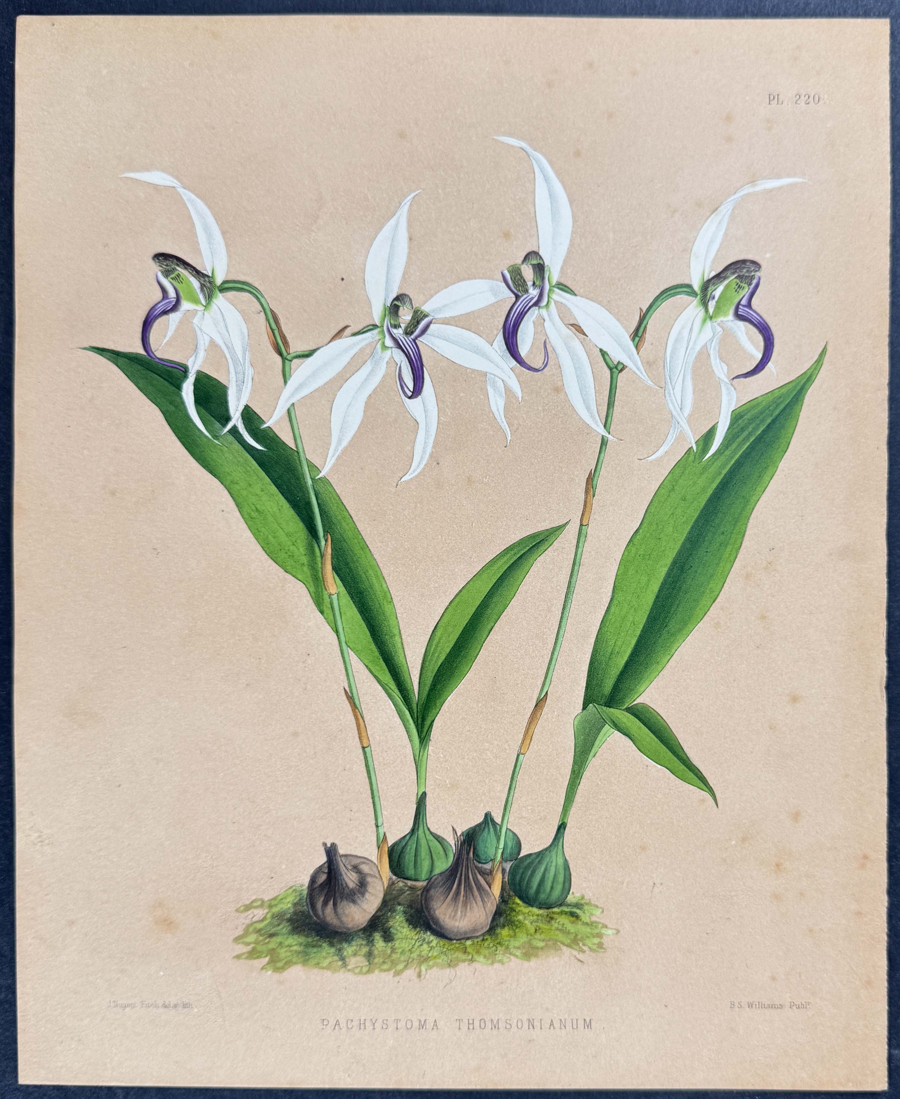 Orchid - Pachystoma Thomsonianum