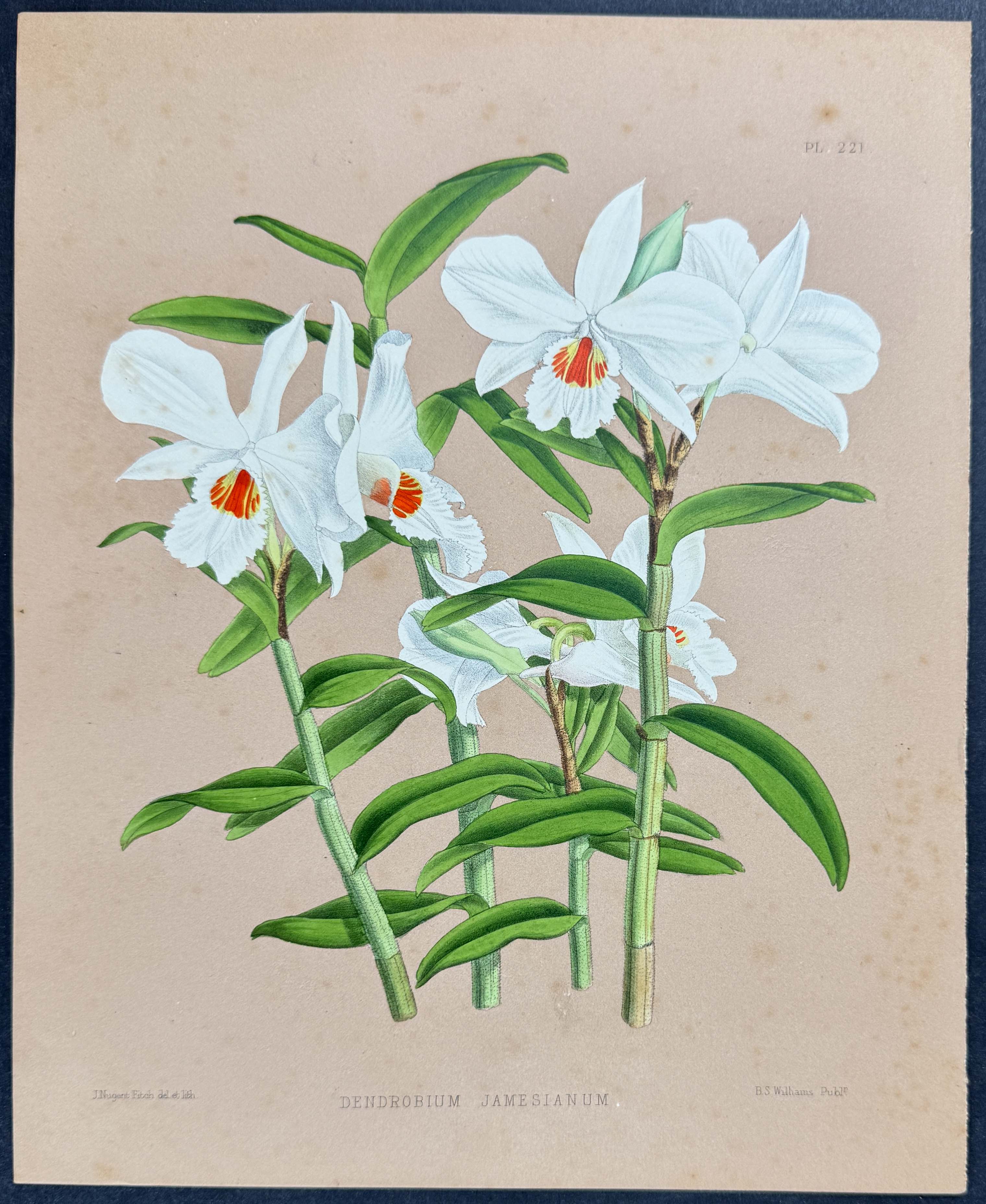 Orchid - Dendrobium Jamesianum