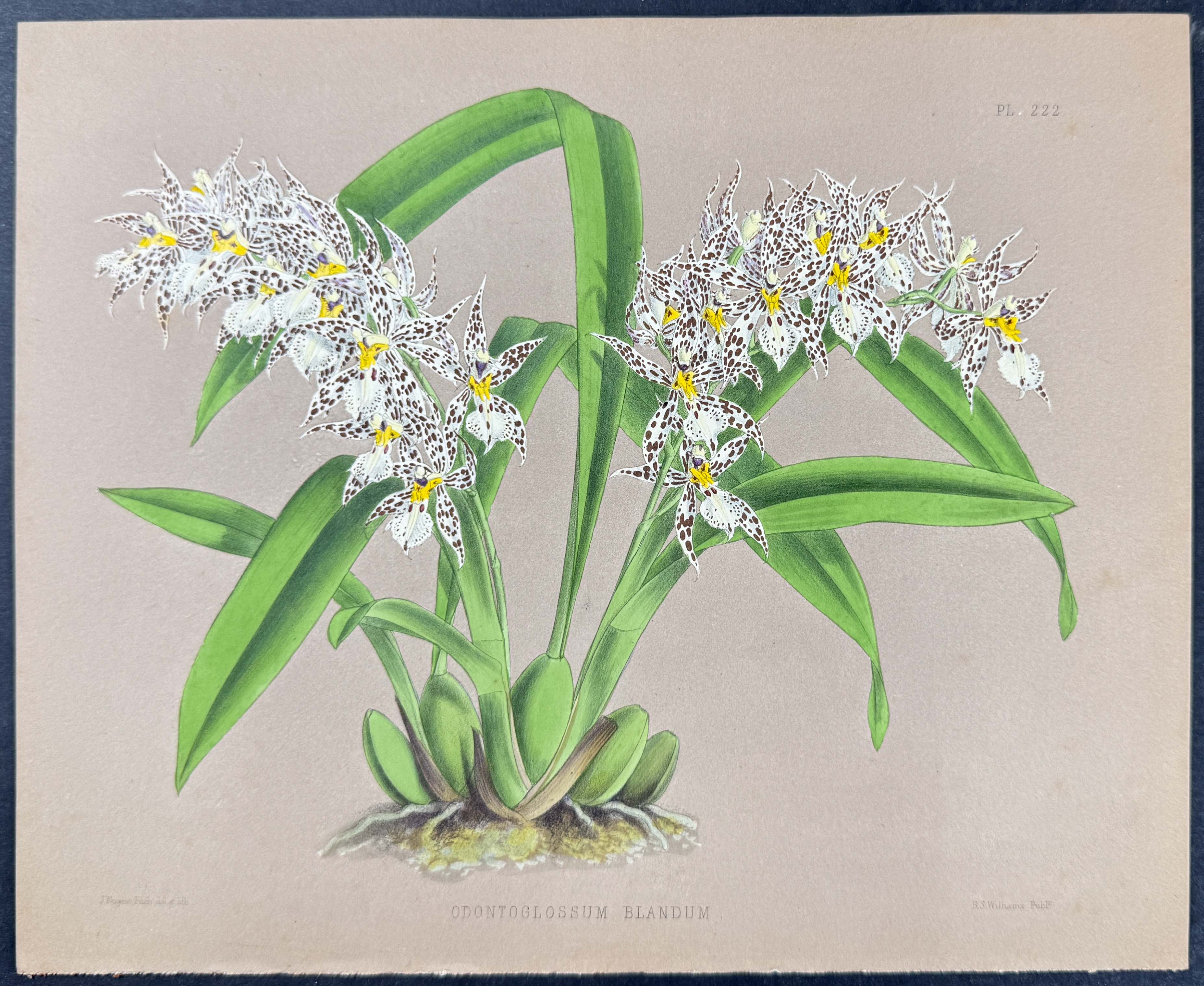 Orchid - Odontoglossum Blandum