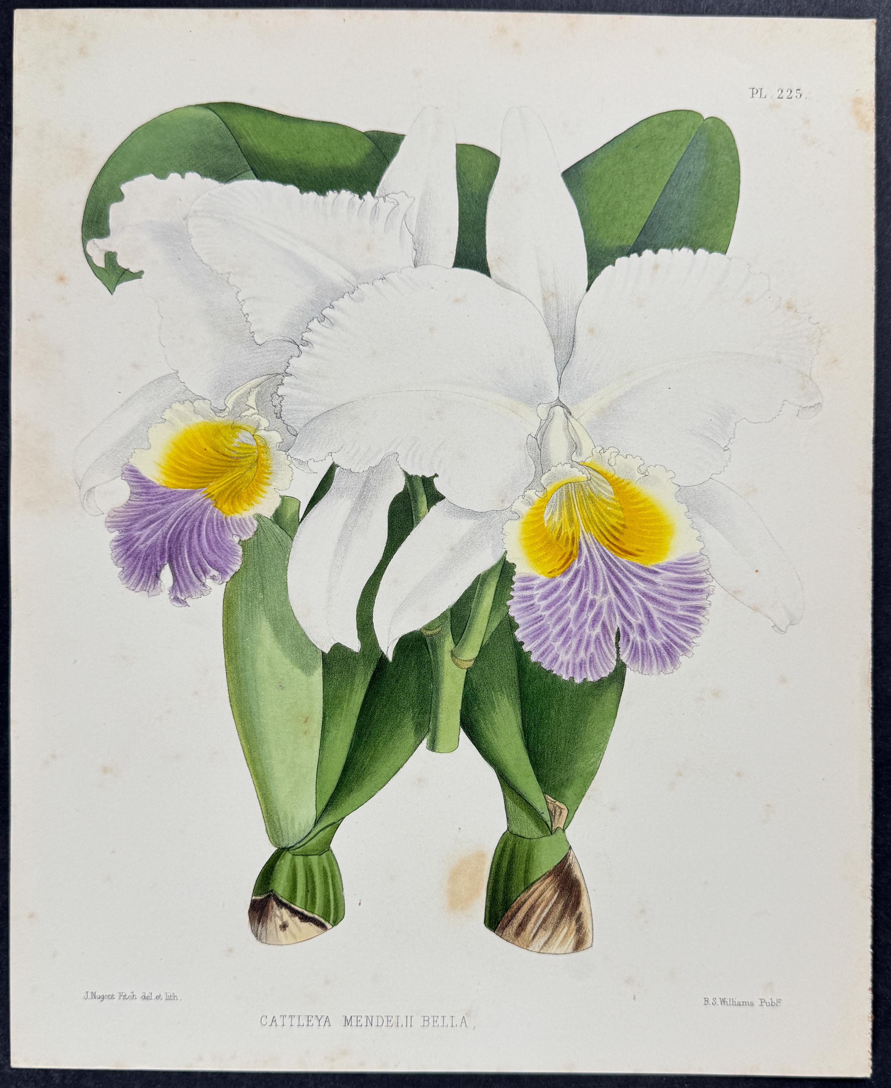Orchid - Cattleya Mendelii Bella