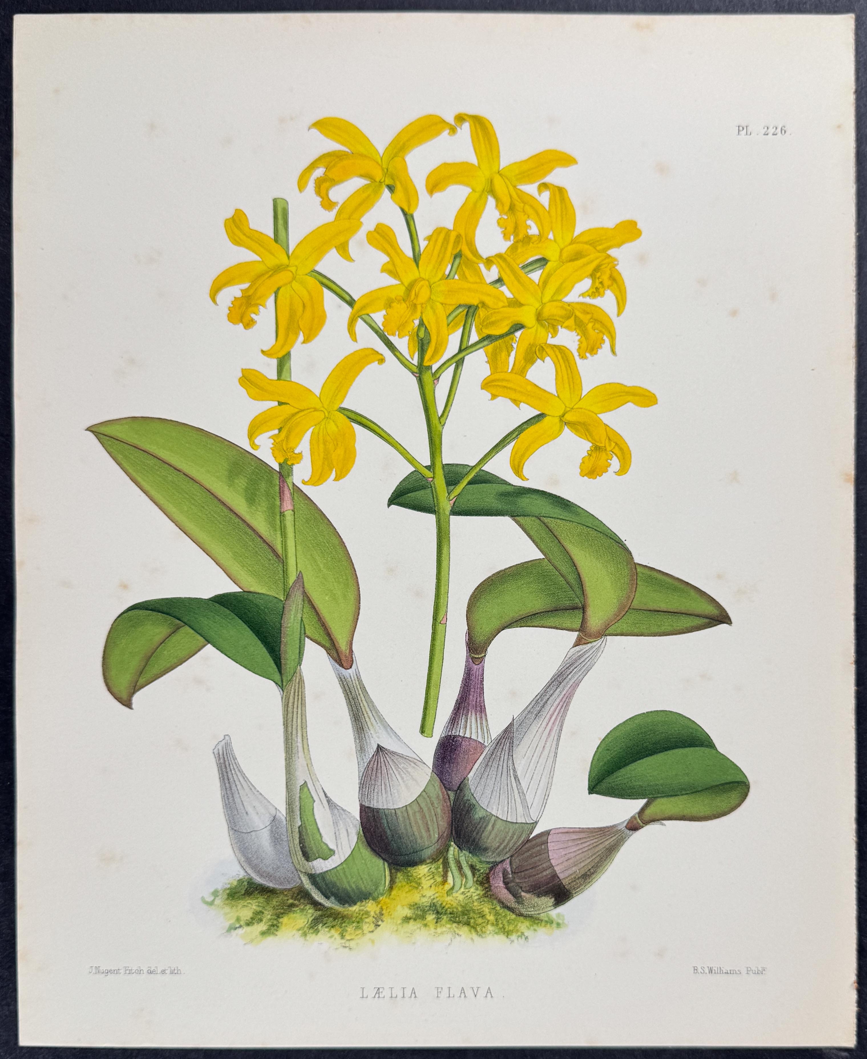 Orchid - Laelia Flava