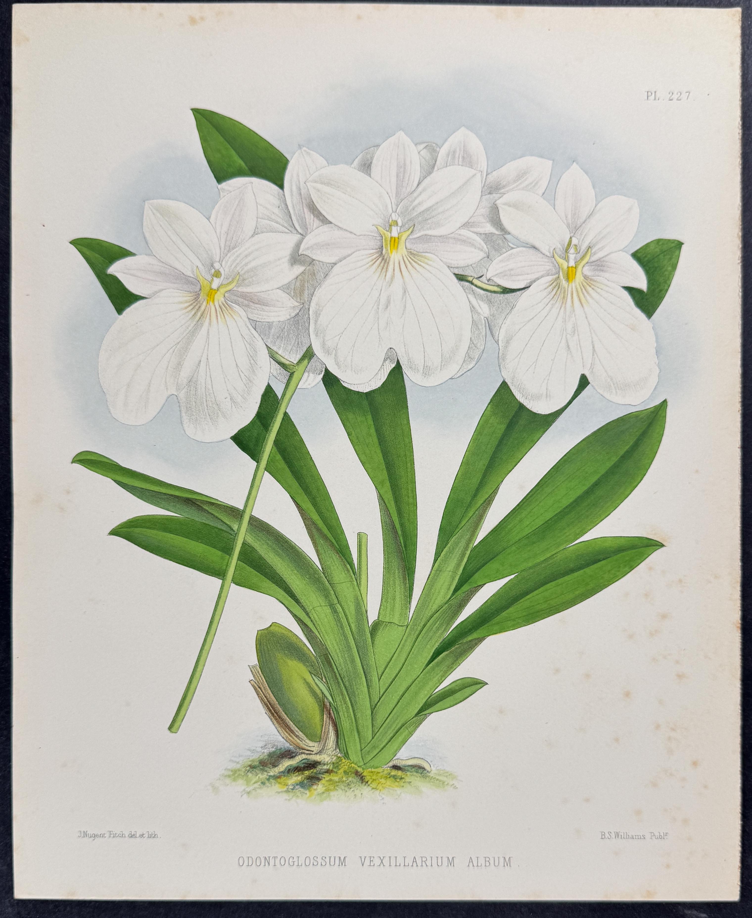 Orchid - Odontoglossum Vexillarium Album