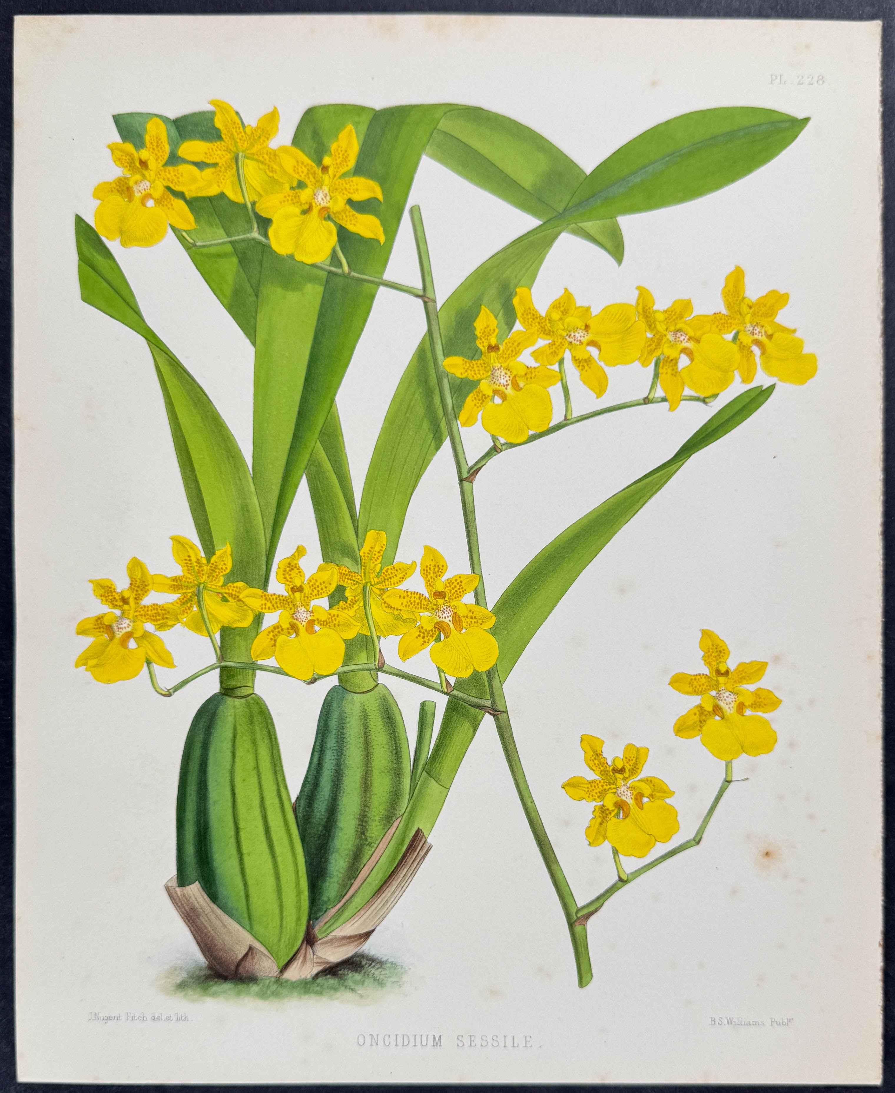 Orchid - Oncidium Sessile
