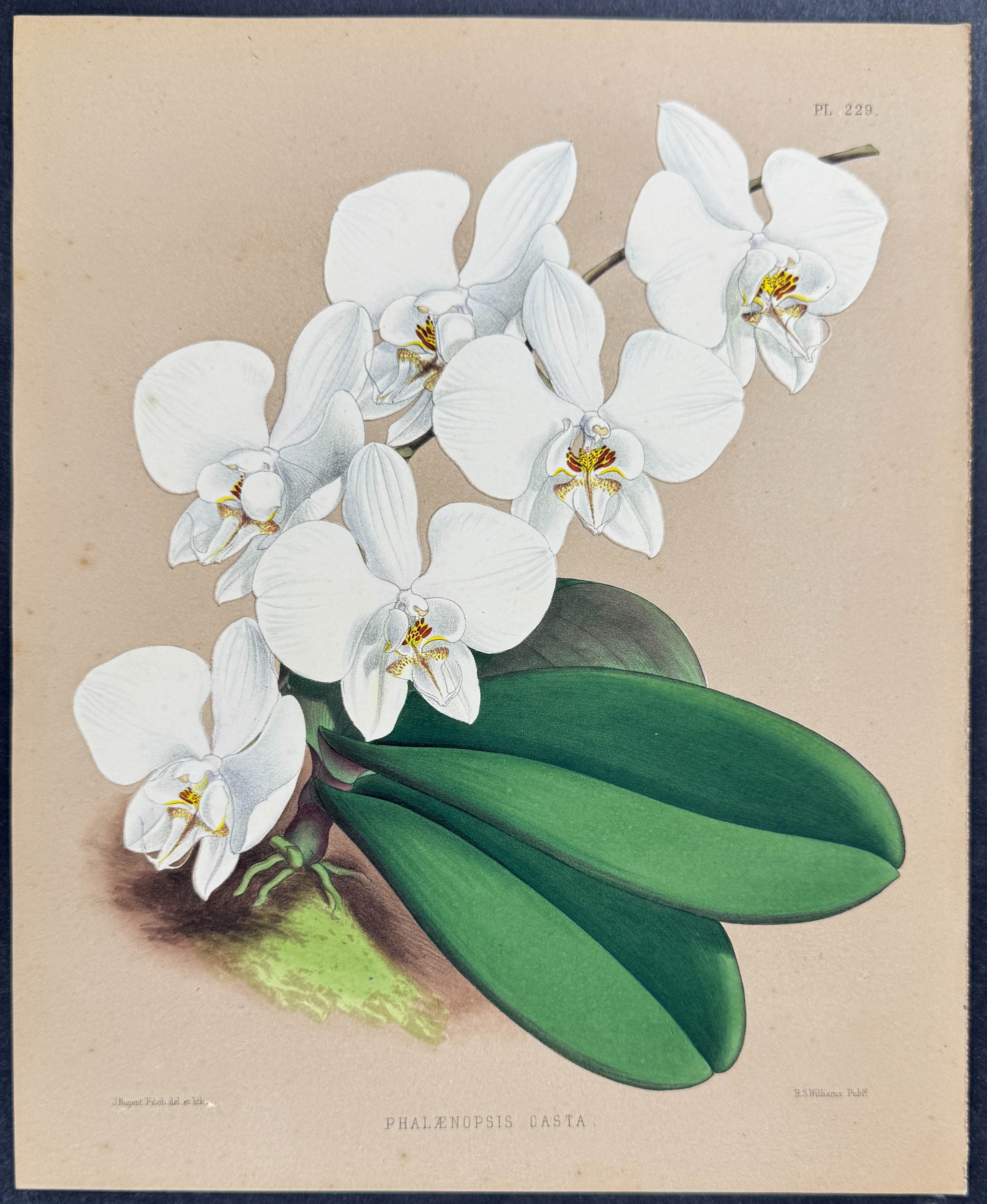 Orchid - Phalaenopsis Casta