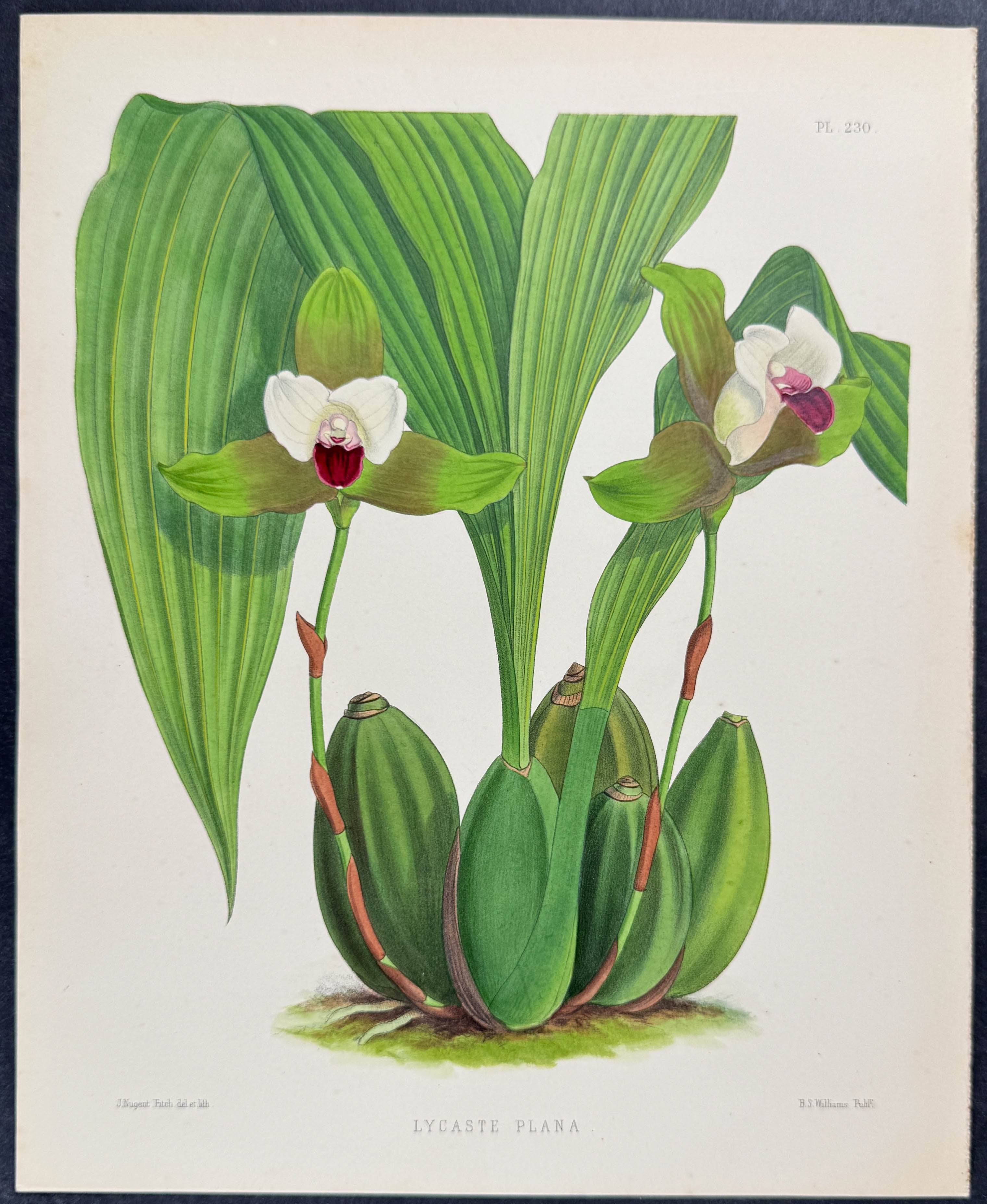 Orchid - Lycaste Plana