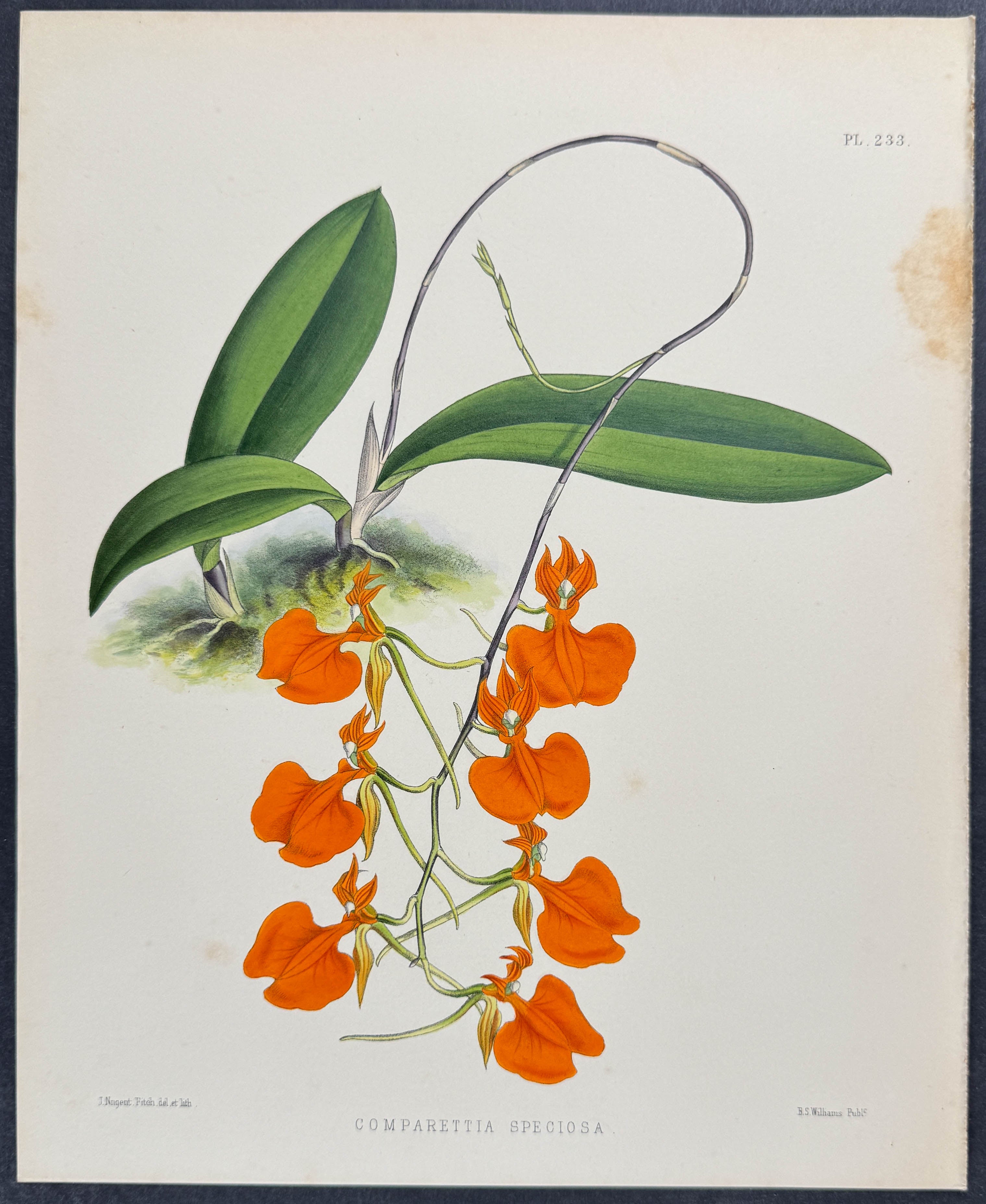 Orchid - Comparettia Speciosa