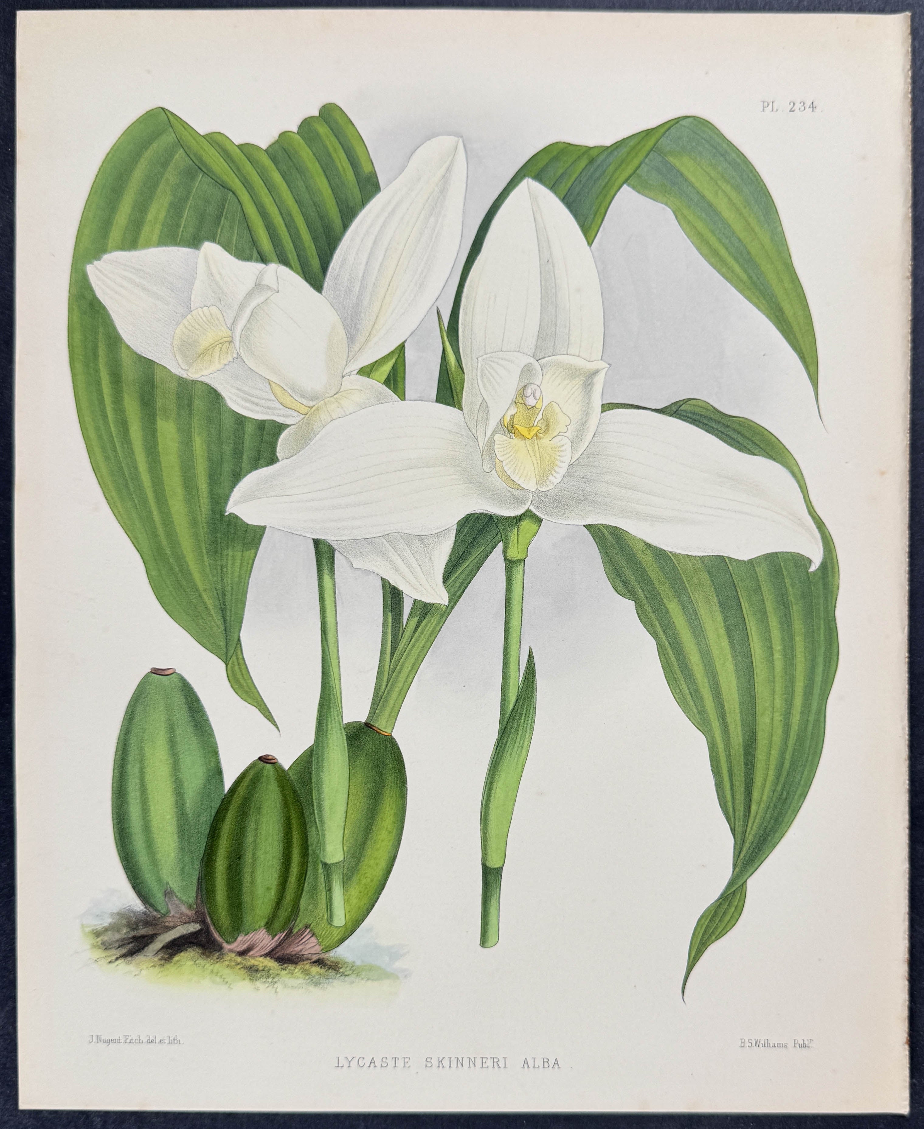 Orchid - Lycaste Skinneri Alba
