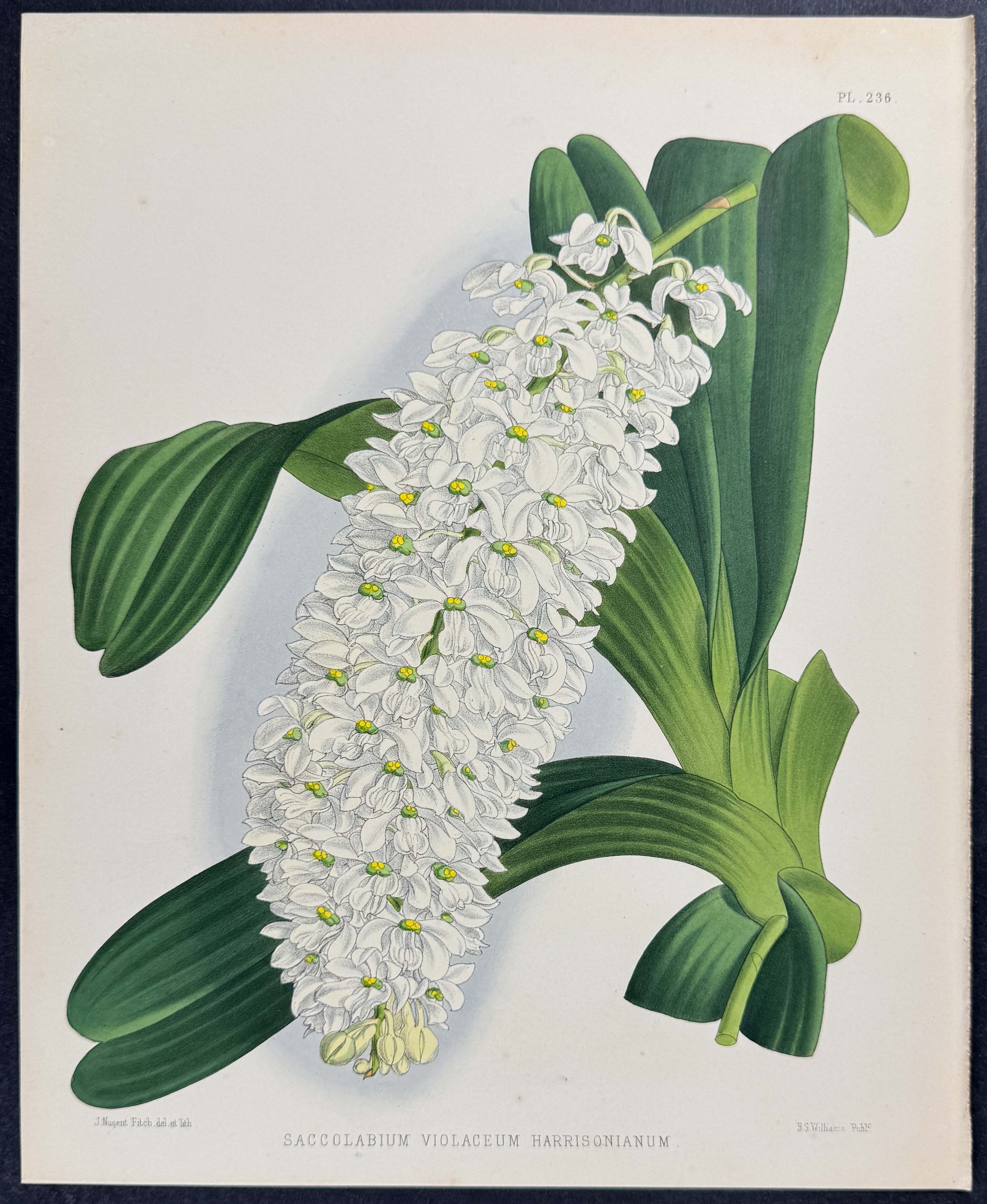 Orchid - Saccolabium Violaceum harrisonianum